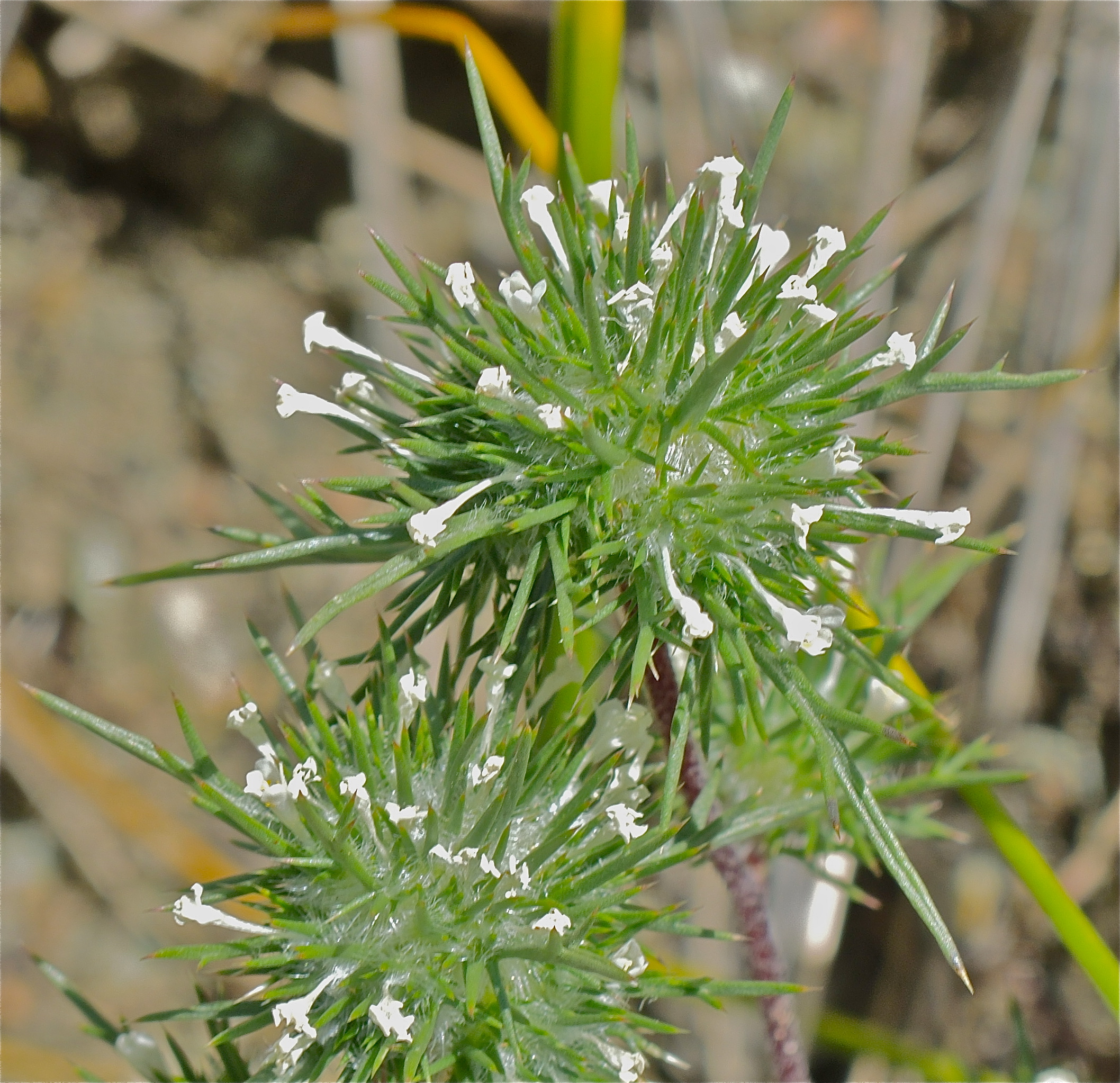<i>Navarretia paradoxinota</i>