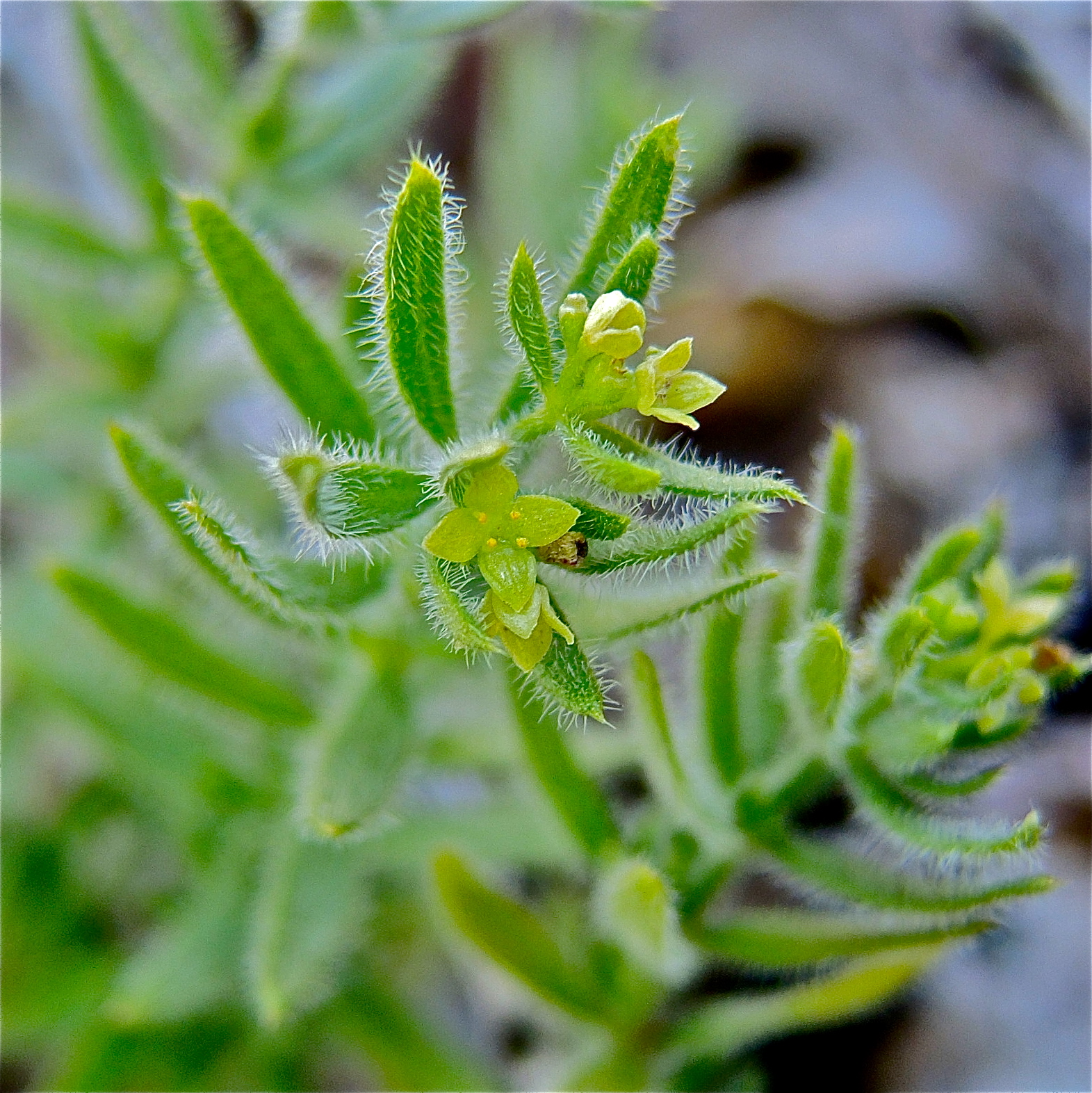 <i>Galium californicum ssp. sierrae</i>