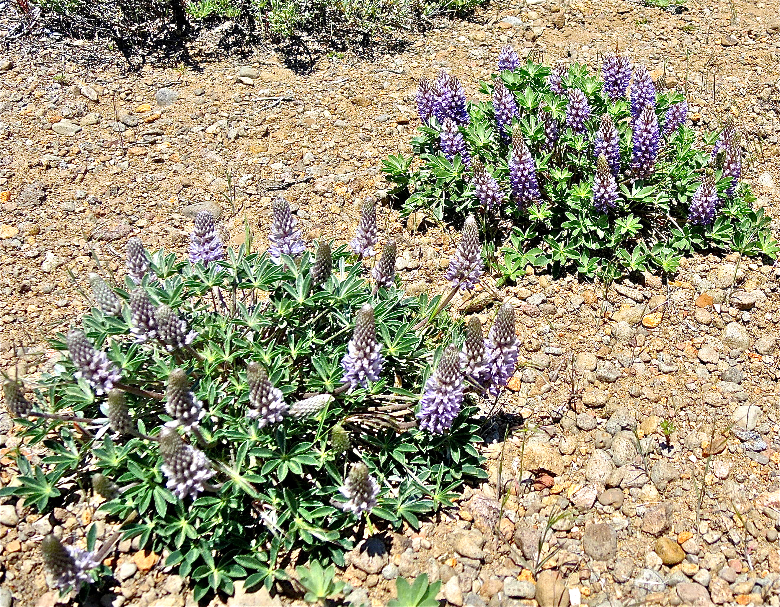 <i>Lupinus sellulus</i>