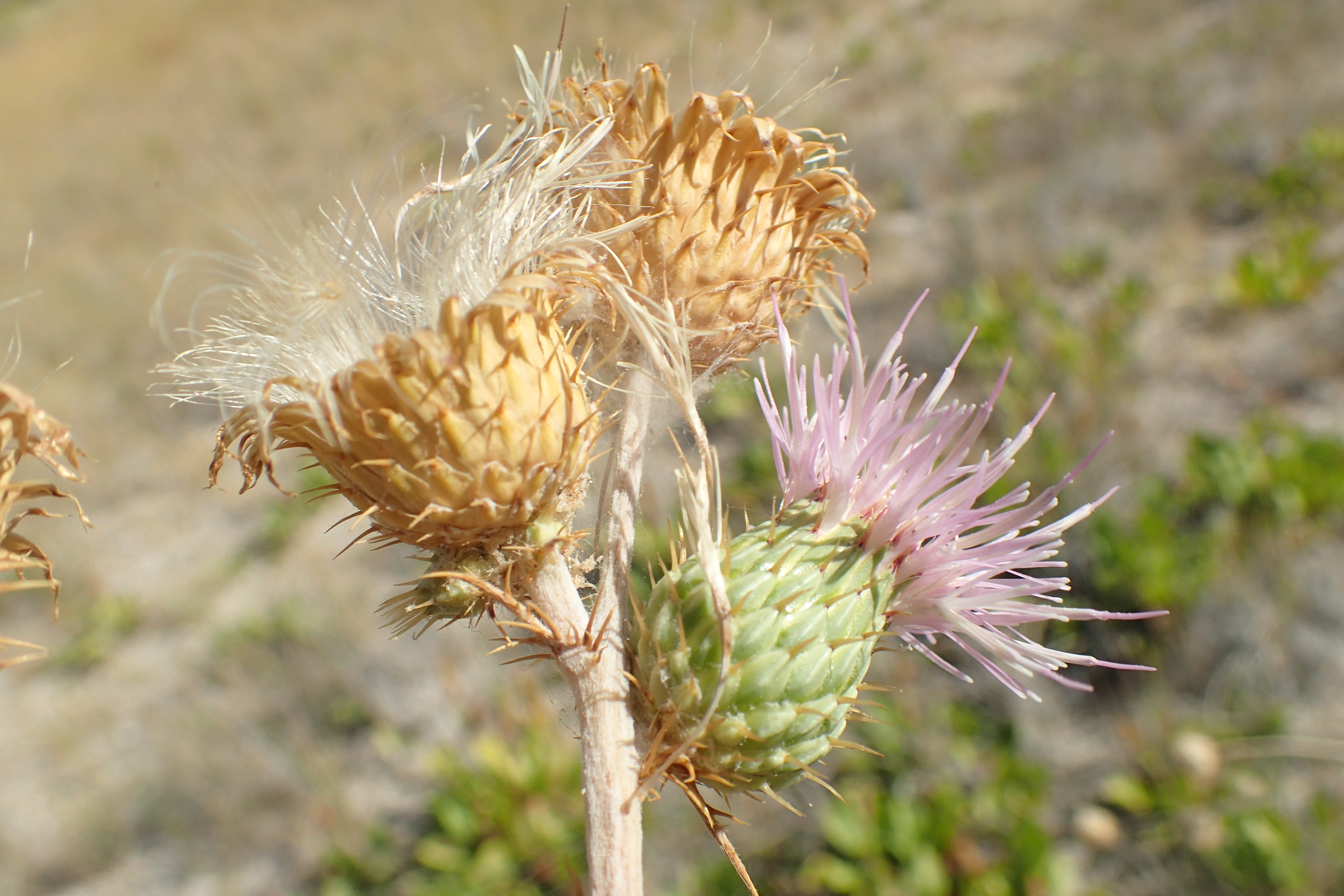 <i>Cirsium mojavense</i>; Mojave Thistle
