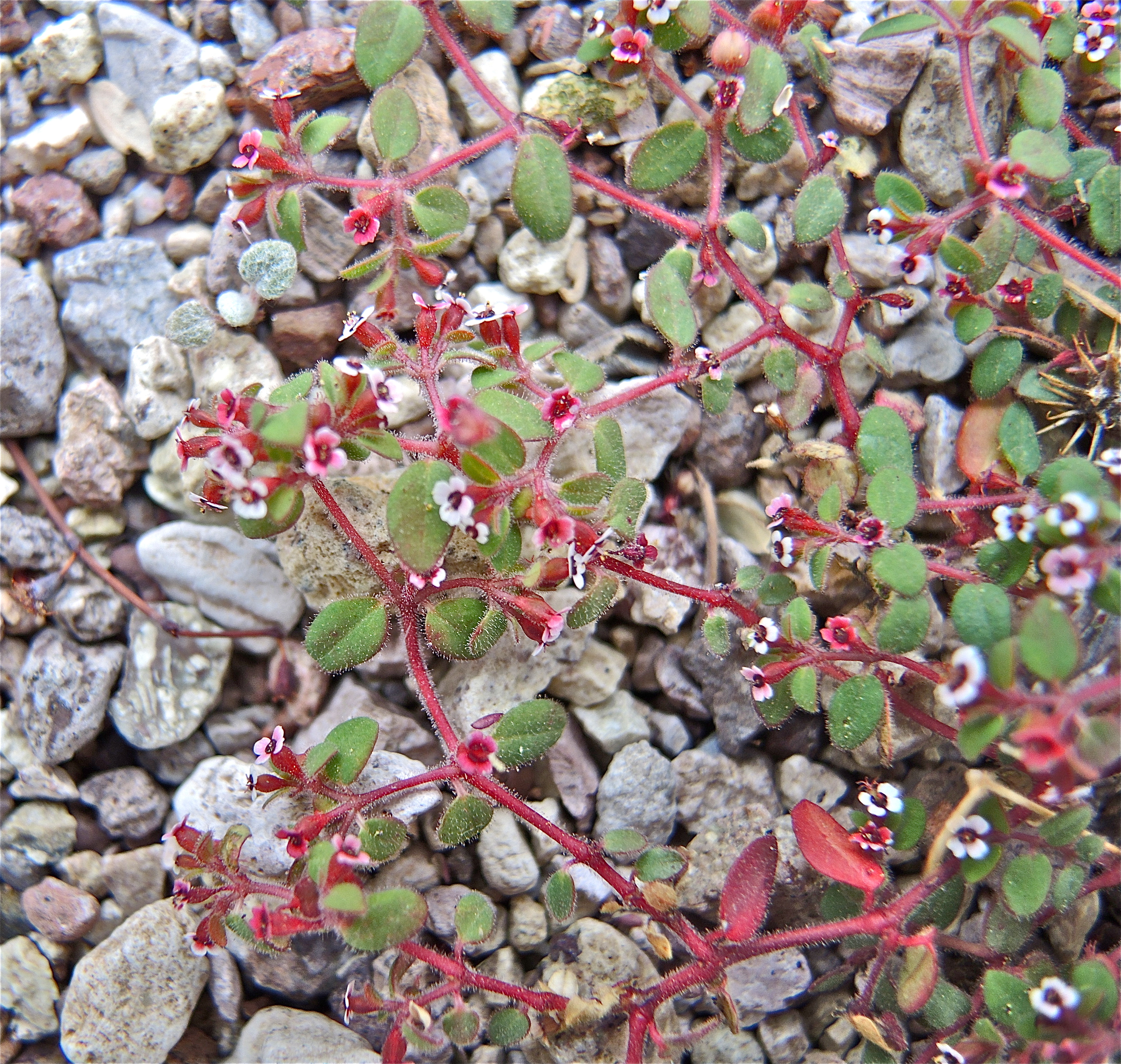 <i>Euphorbia arizonica</i>