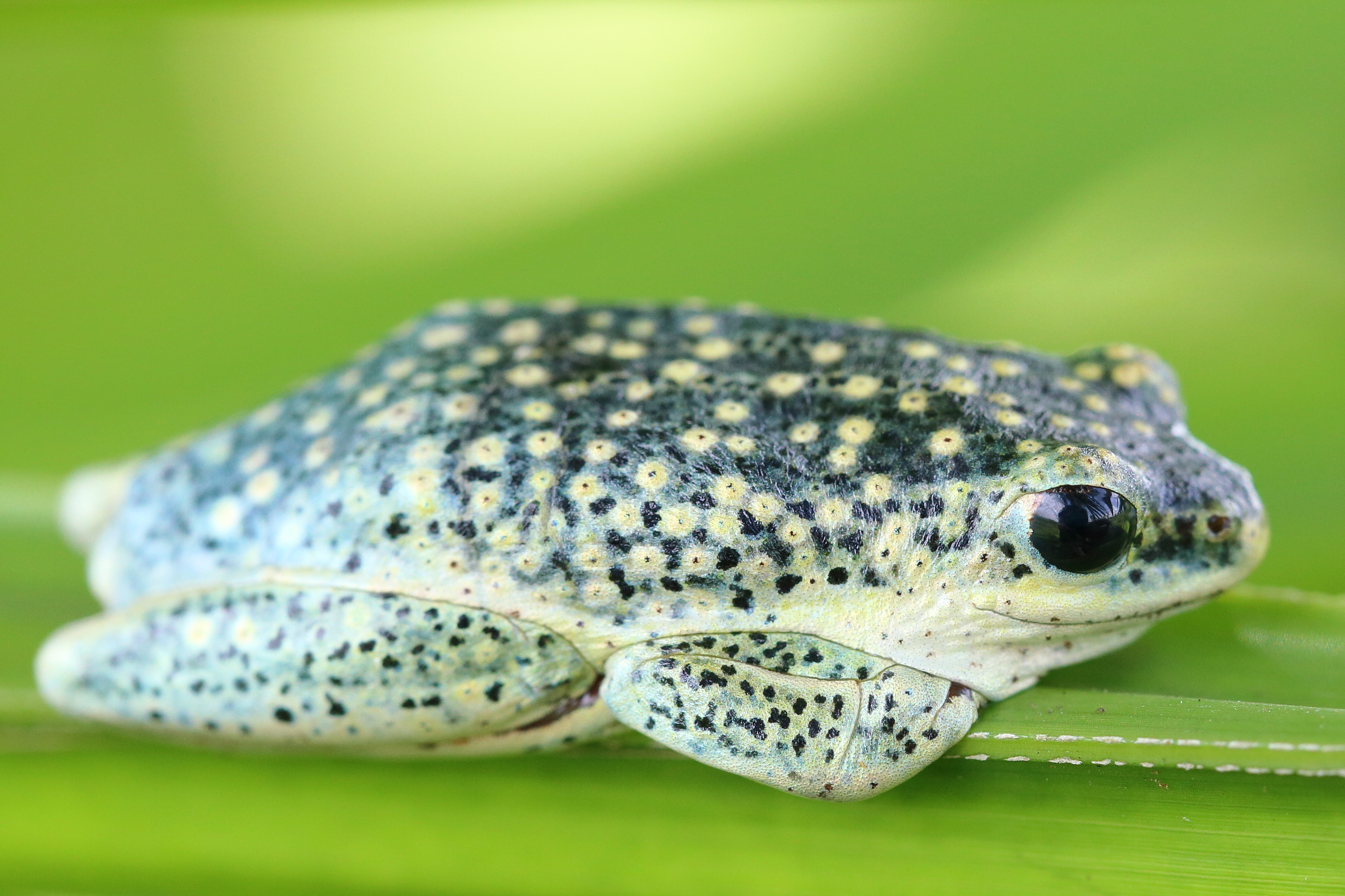 <i>Hyperolius viridiflavus</i>; Variable Tree Frog