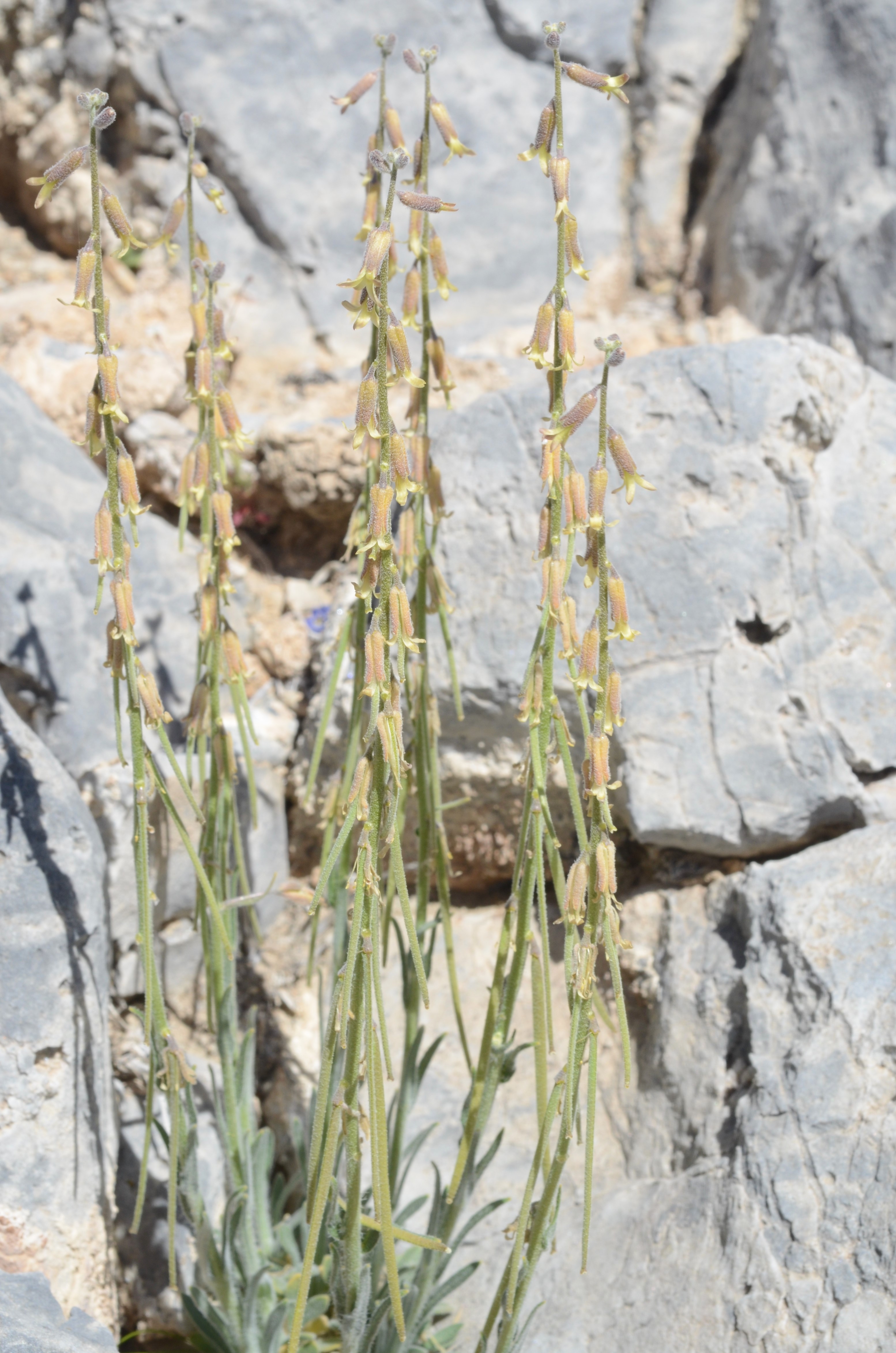 <i>Boechera yorkii</i>; Last Chance Rock Cress