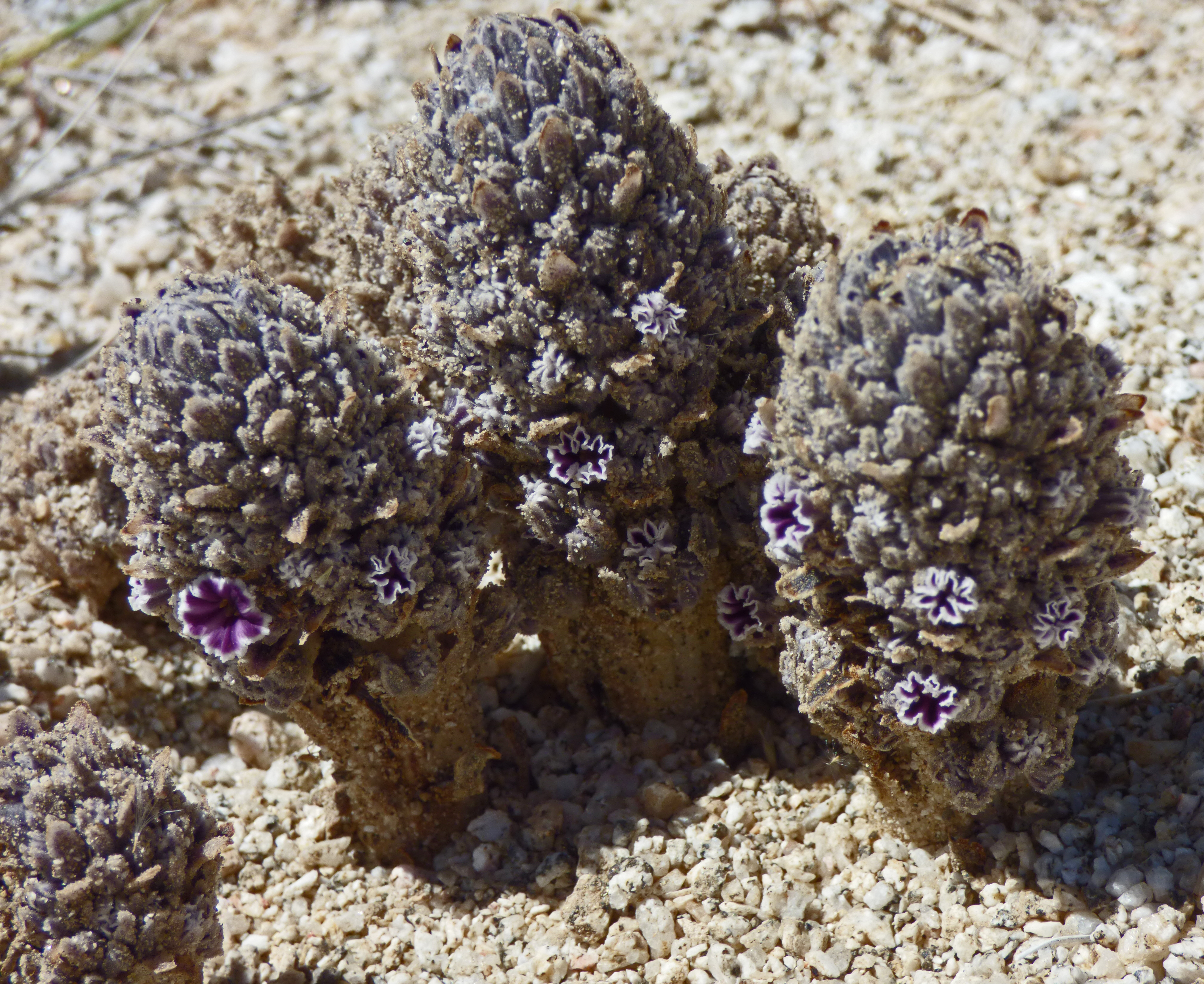 <i>Pholisma arenarium</i>; Purple Sand Food; <small>(shown with <i><a href=/cgi/img_query?where-taxon=I&title_tag=I>I</a></i>)</small>