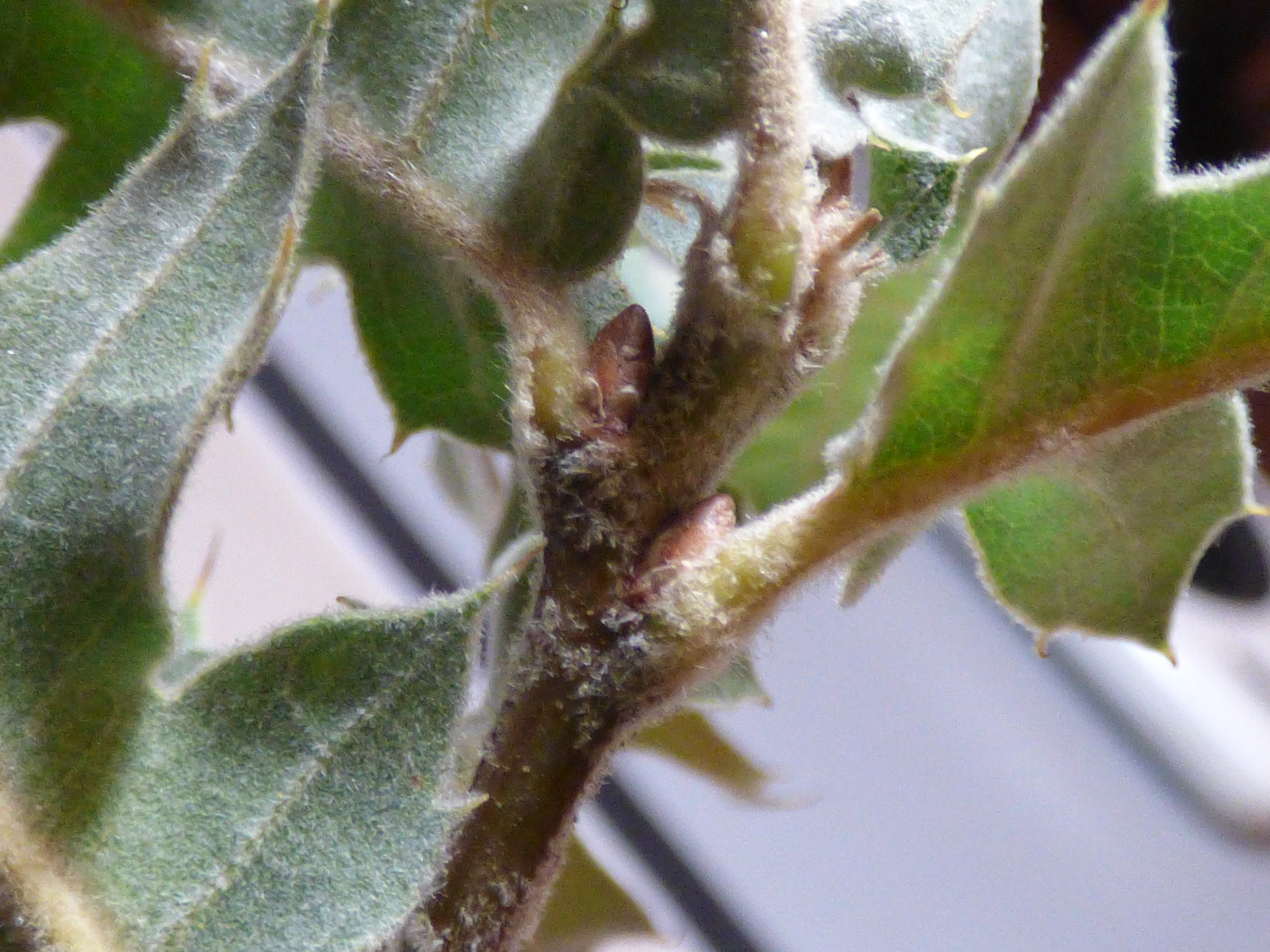 <i>Quercus sp.</i>; Hybrid Oak