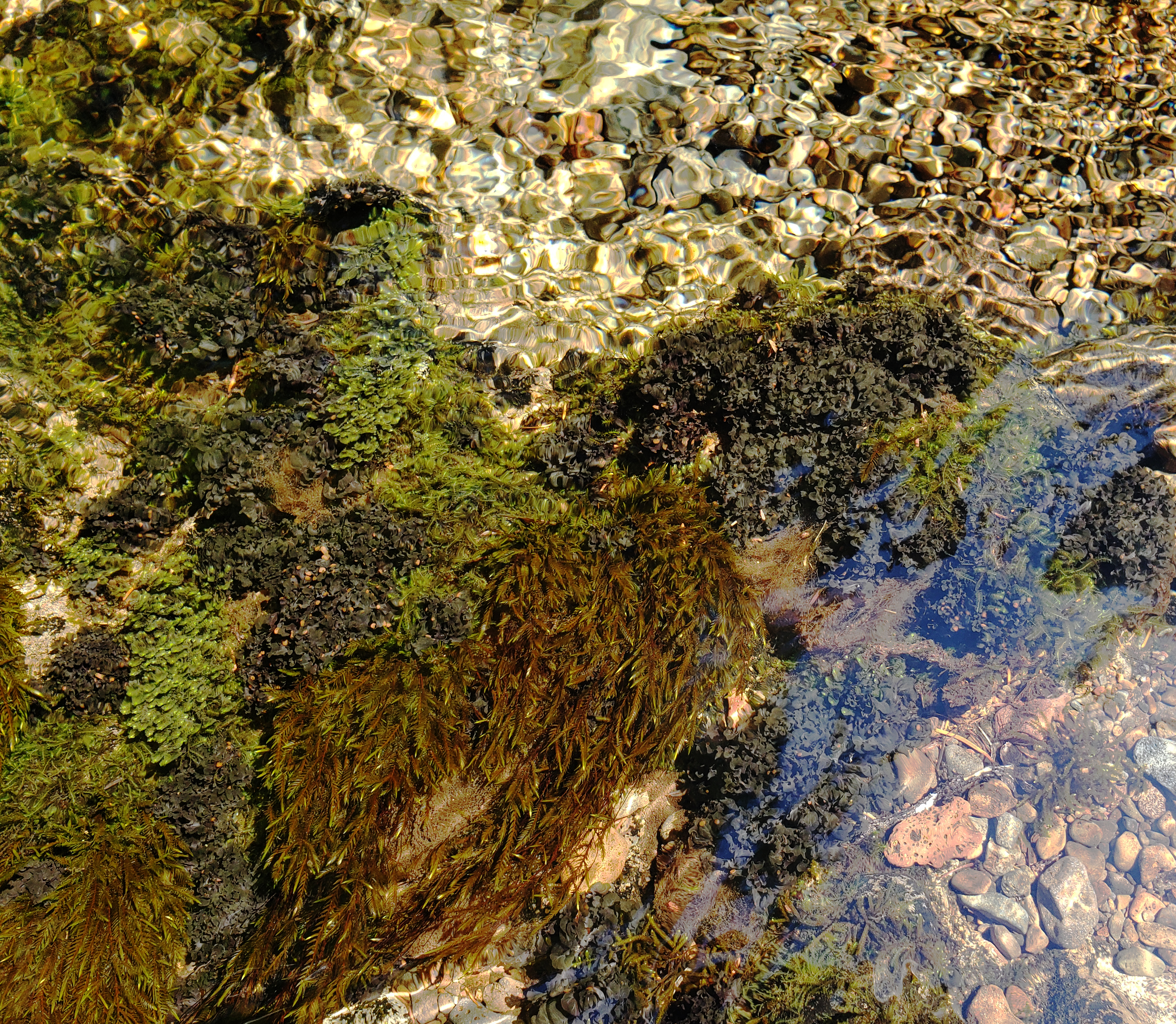<i>Peltigera hydrothyria</i>; Western Waterfan Lichen