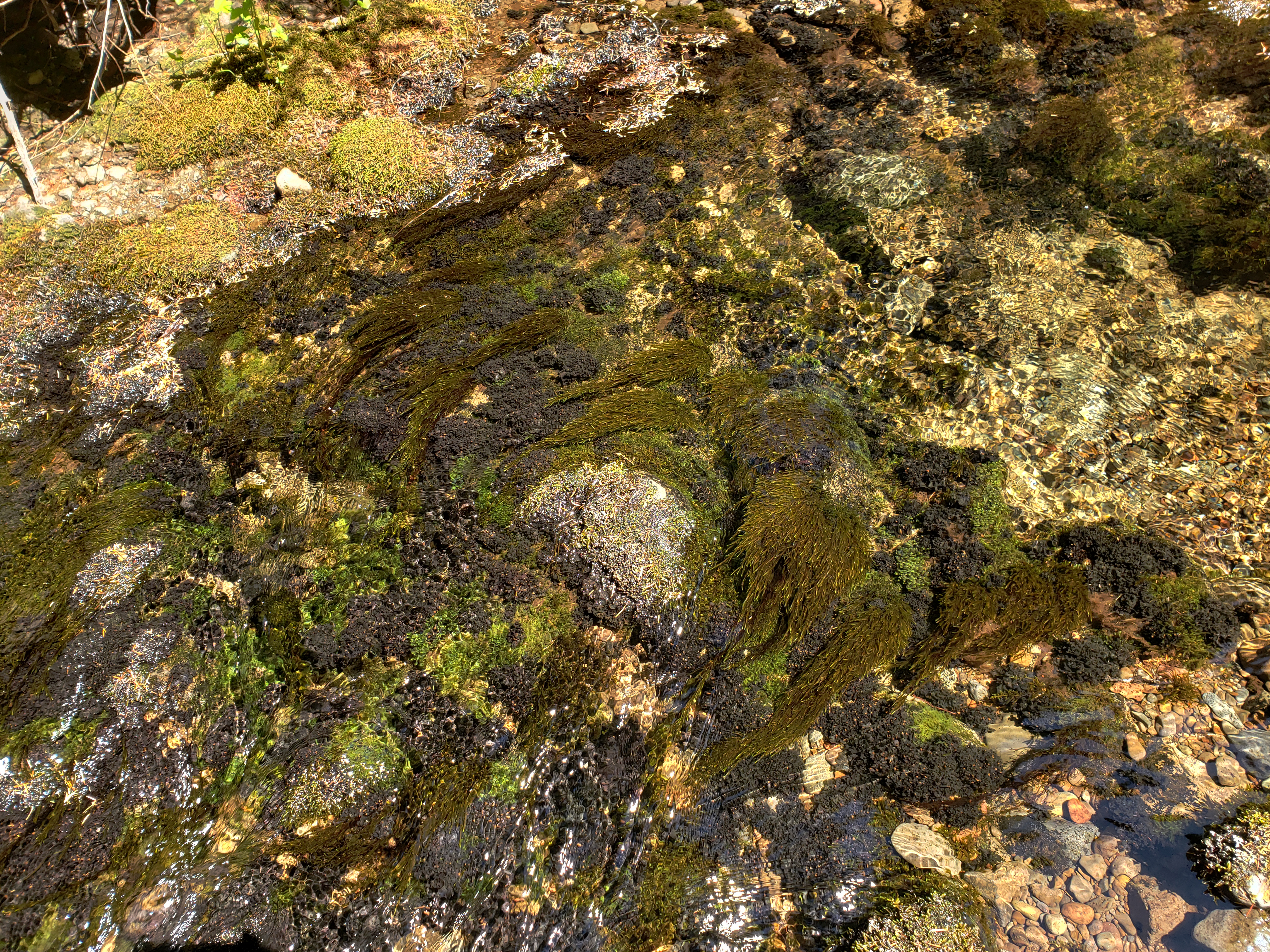 <i>Peltigera gowardii</i>; Western Waterfan Lichen