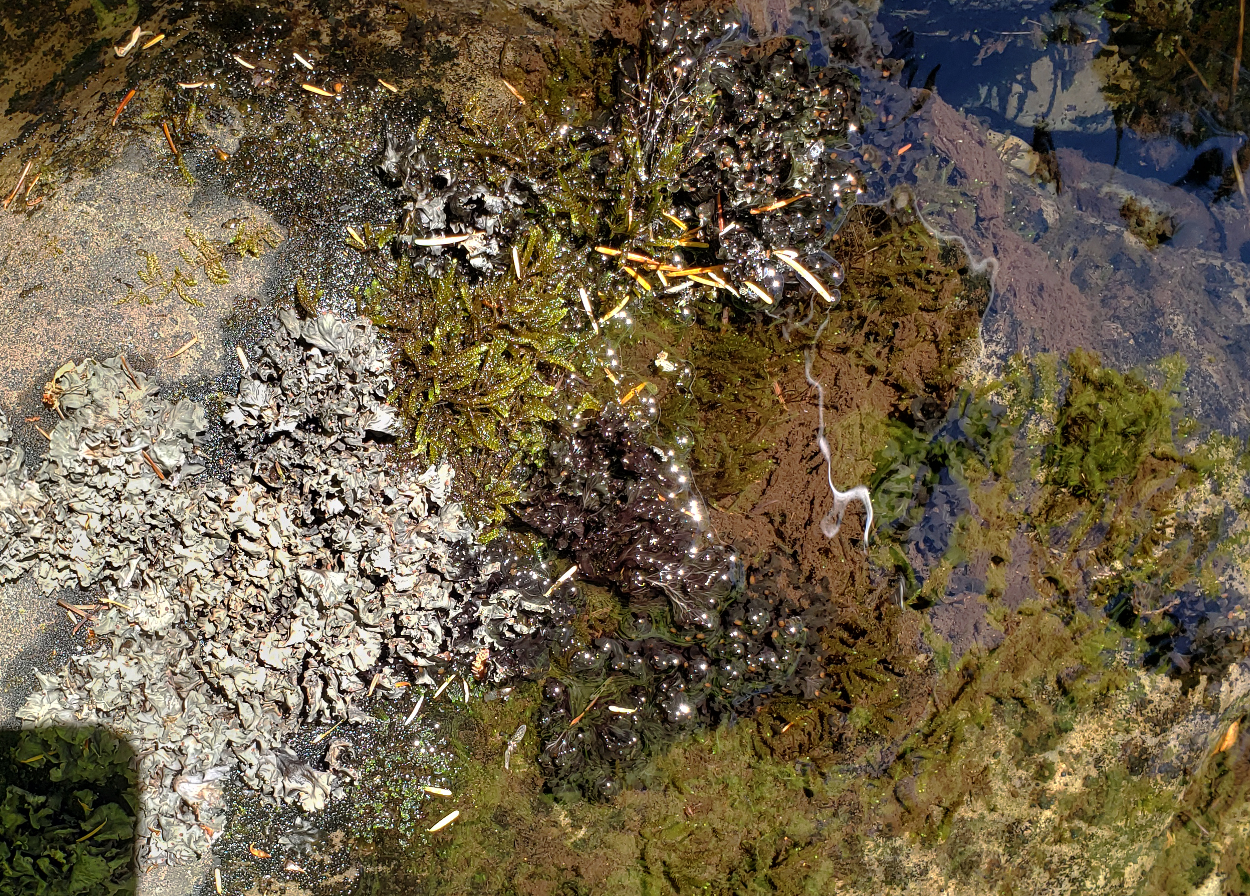 <i>Peltigera gowardii</i>; Western Waterfan Lichen