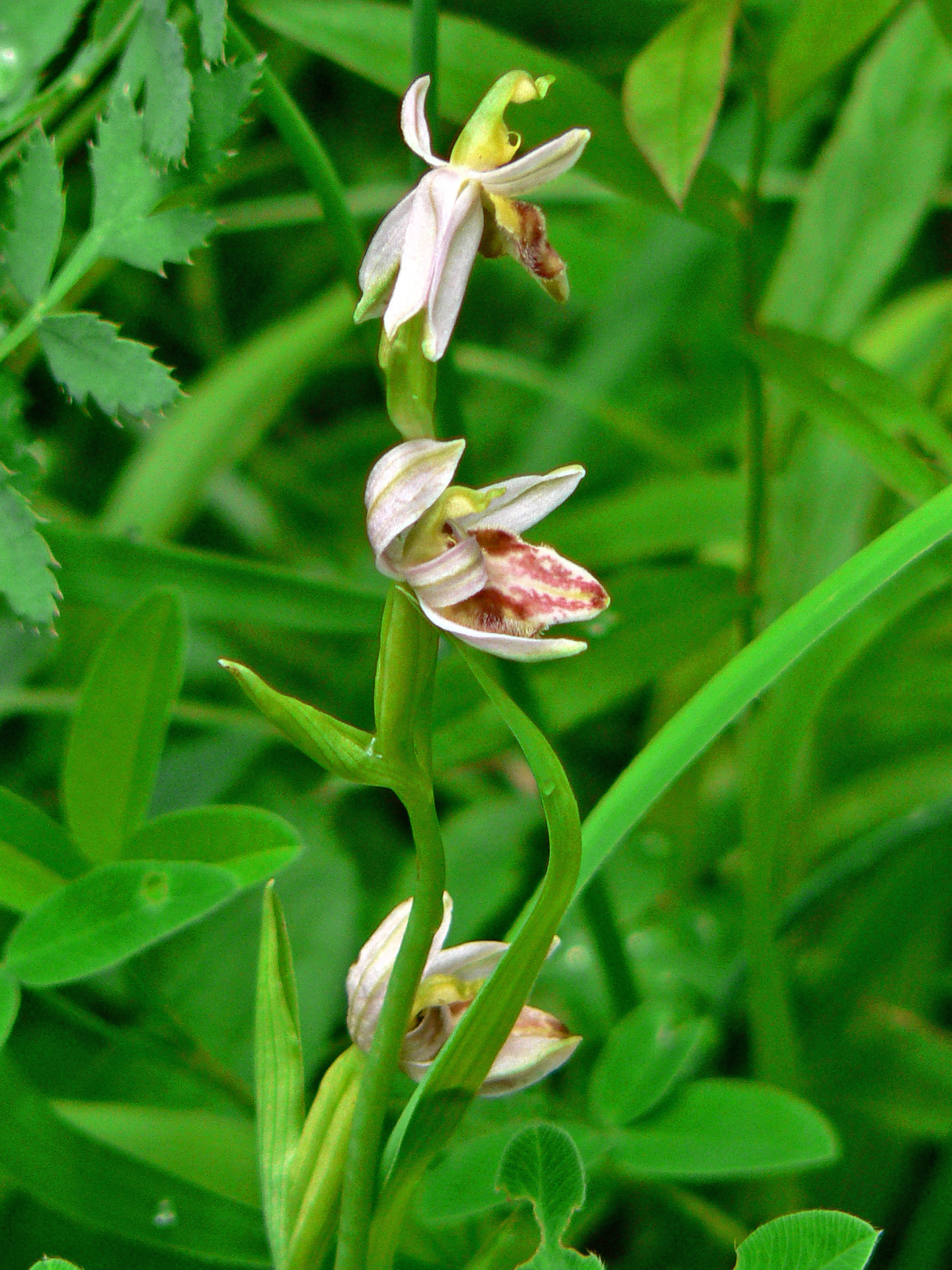 <i>Ophrys apifera var. botteronii</i>; Bee Orchid