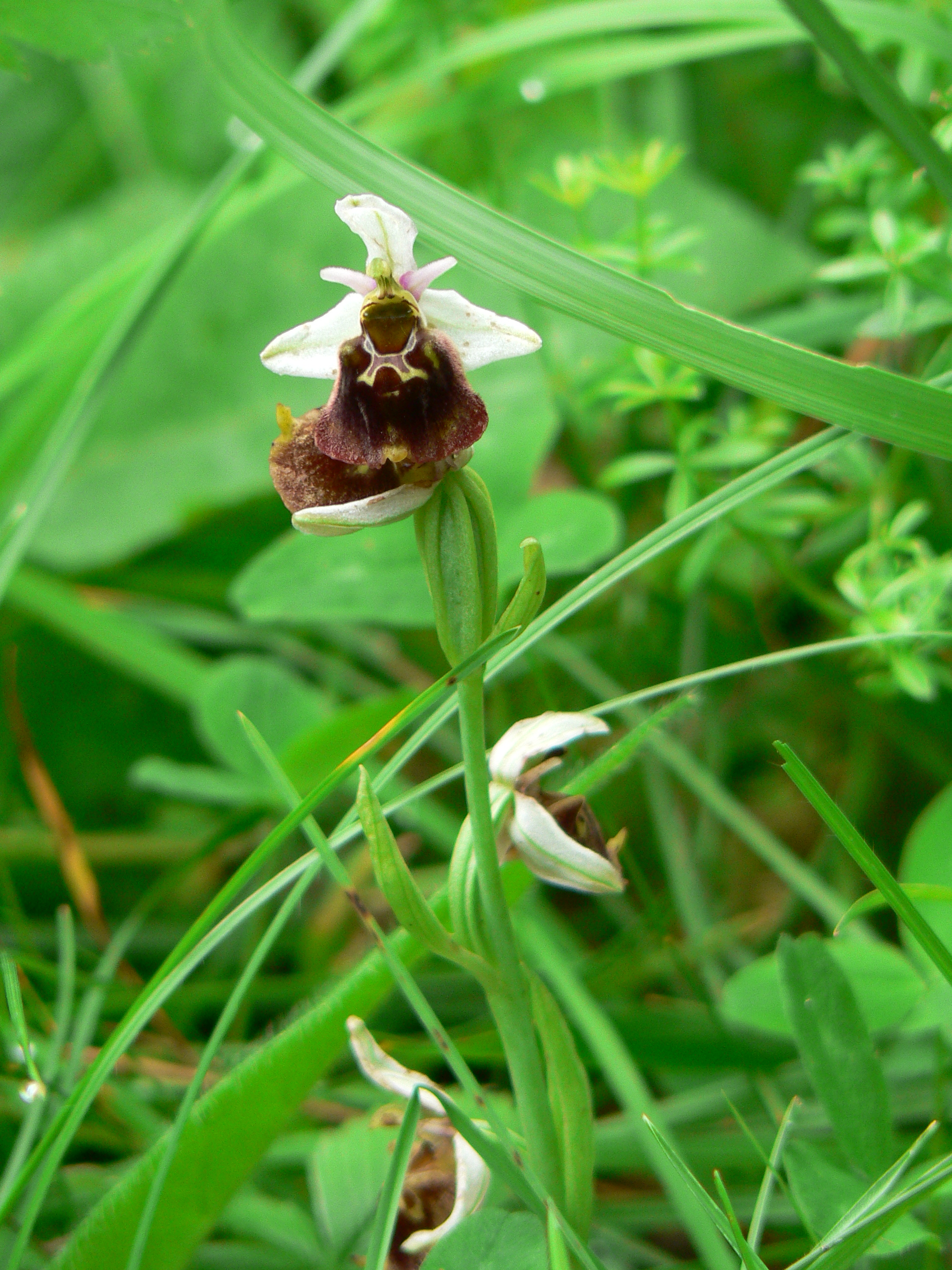 <i>Ophrys holosericea</i>; Late Spider Orchid