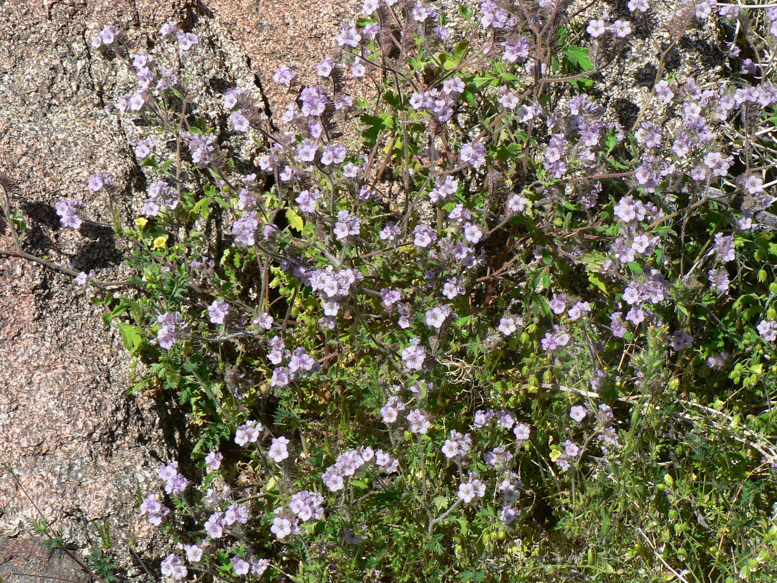 <i>Phacelia cicutaria var. hispida</i>