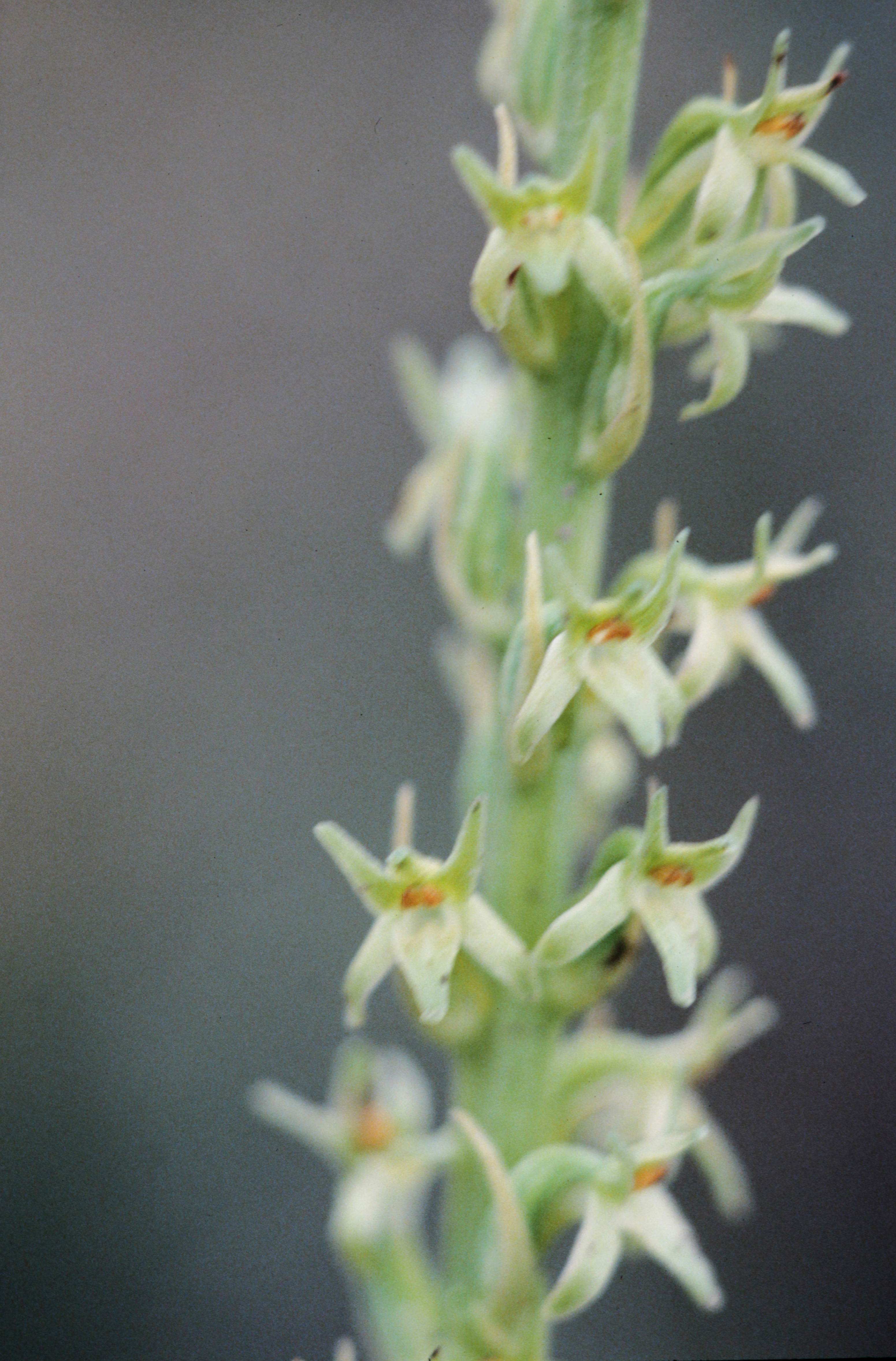 <i>Piperia yadonii</i>; Slender-spire Orchid