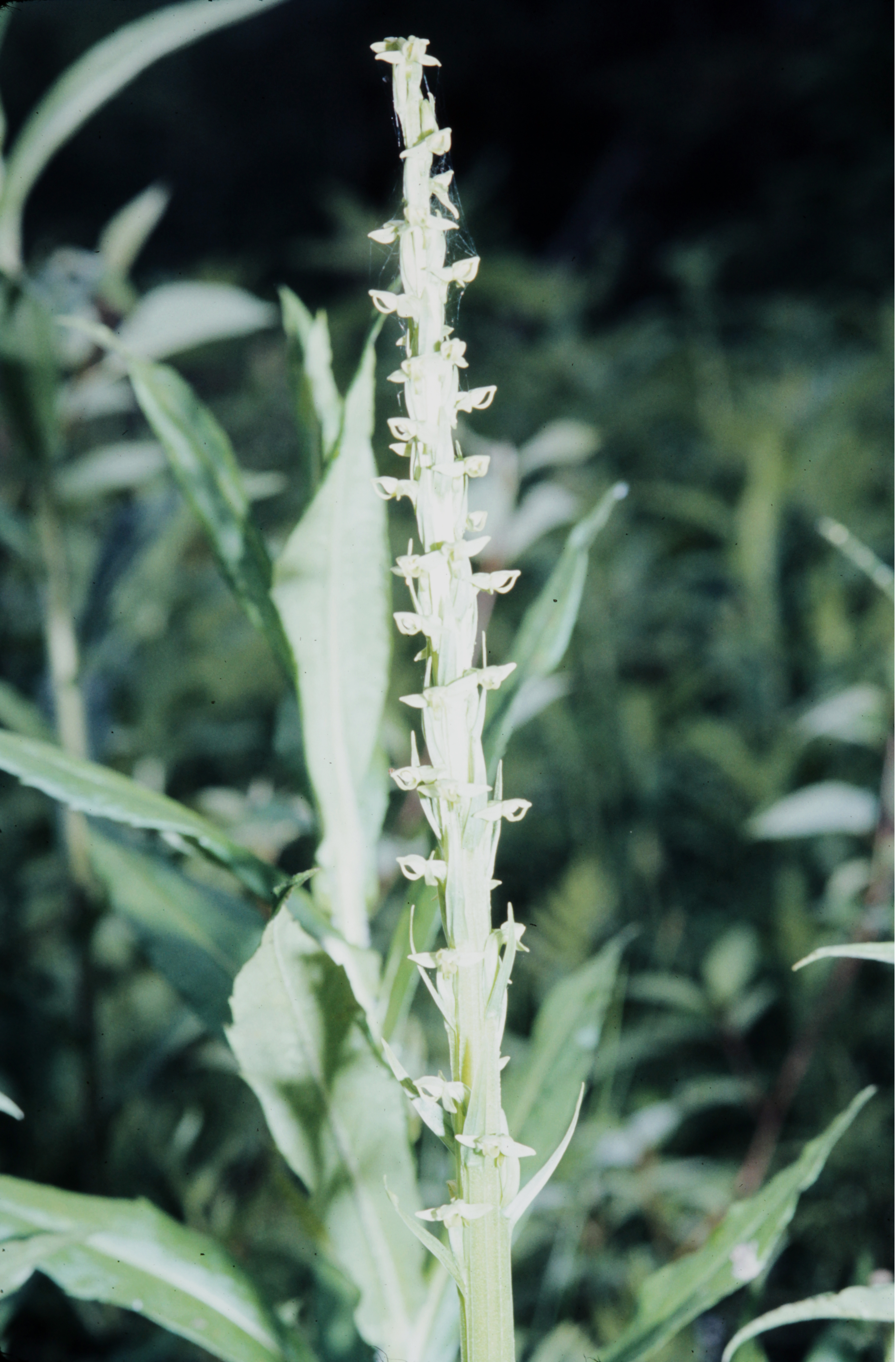 <i>Platanthera huronensis</i>; Tall Green Bog Orchid
