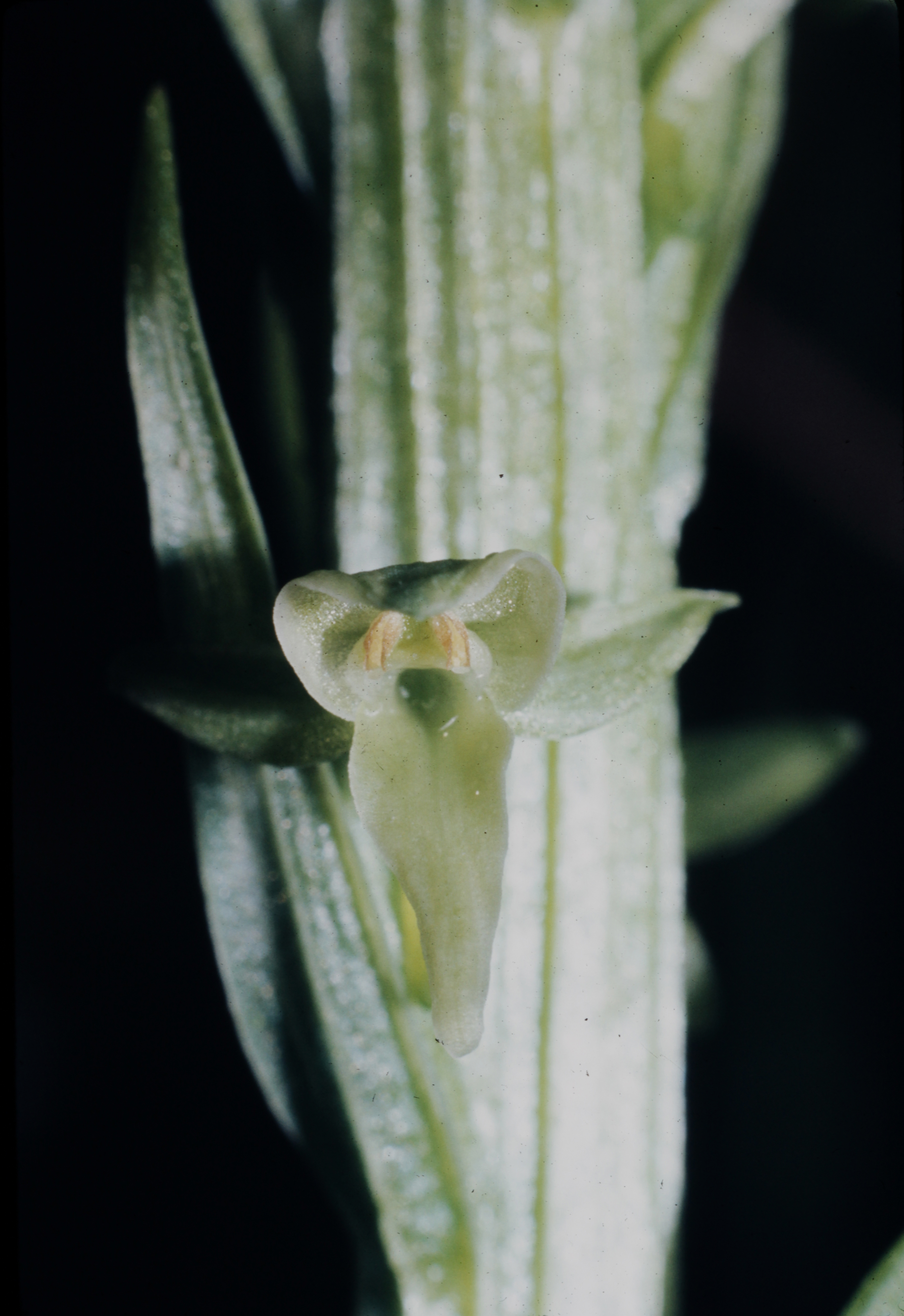<i>Platanthera huronensis</i>; Tall Green Bog Orchid