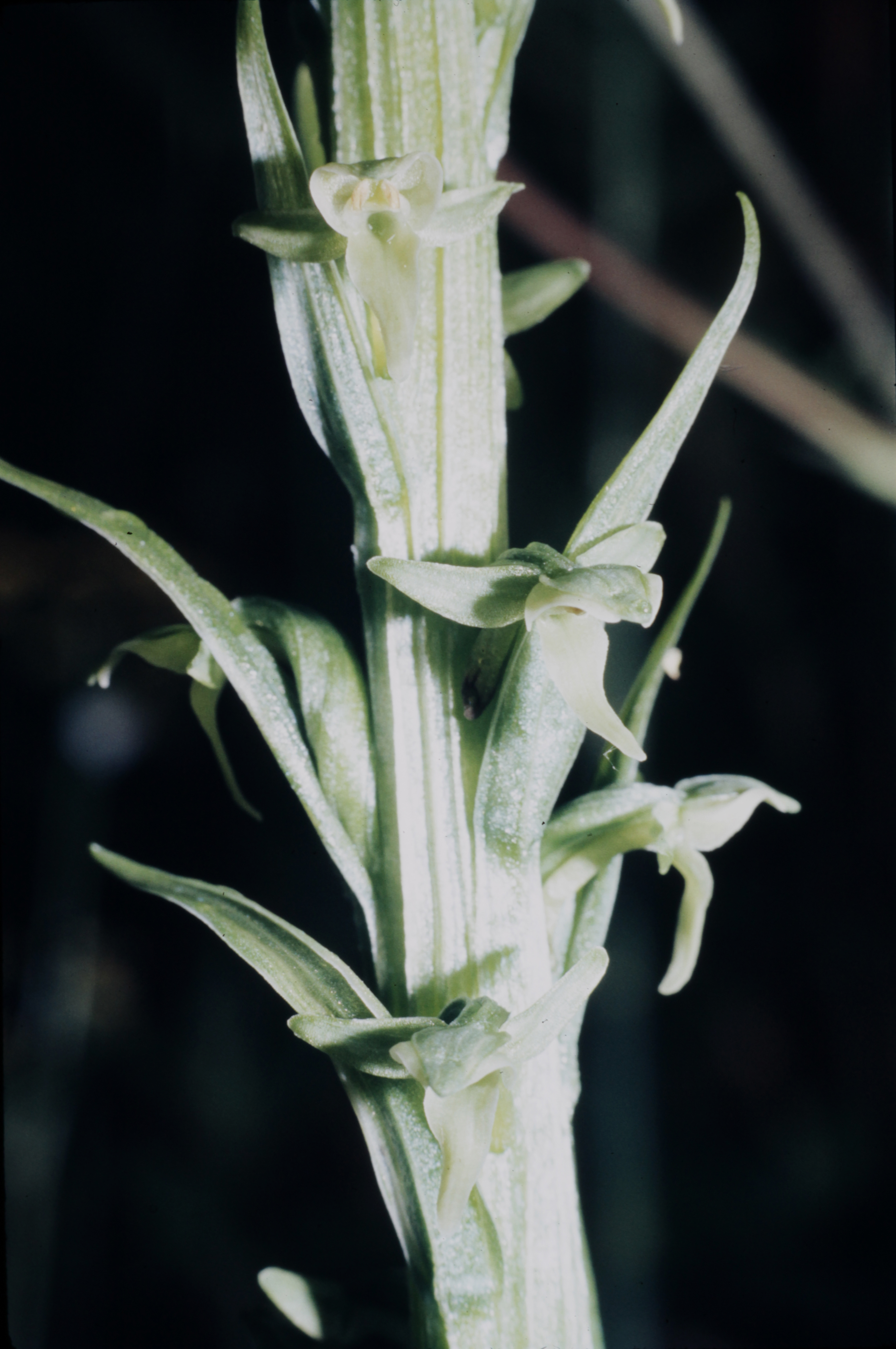 <i>Platanthera huronensis</i>; Tall Green Bog Orchid