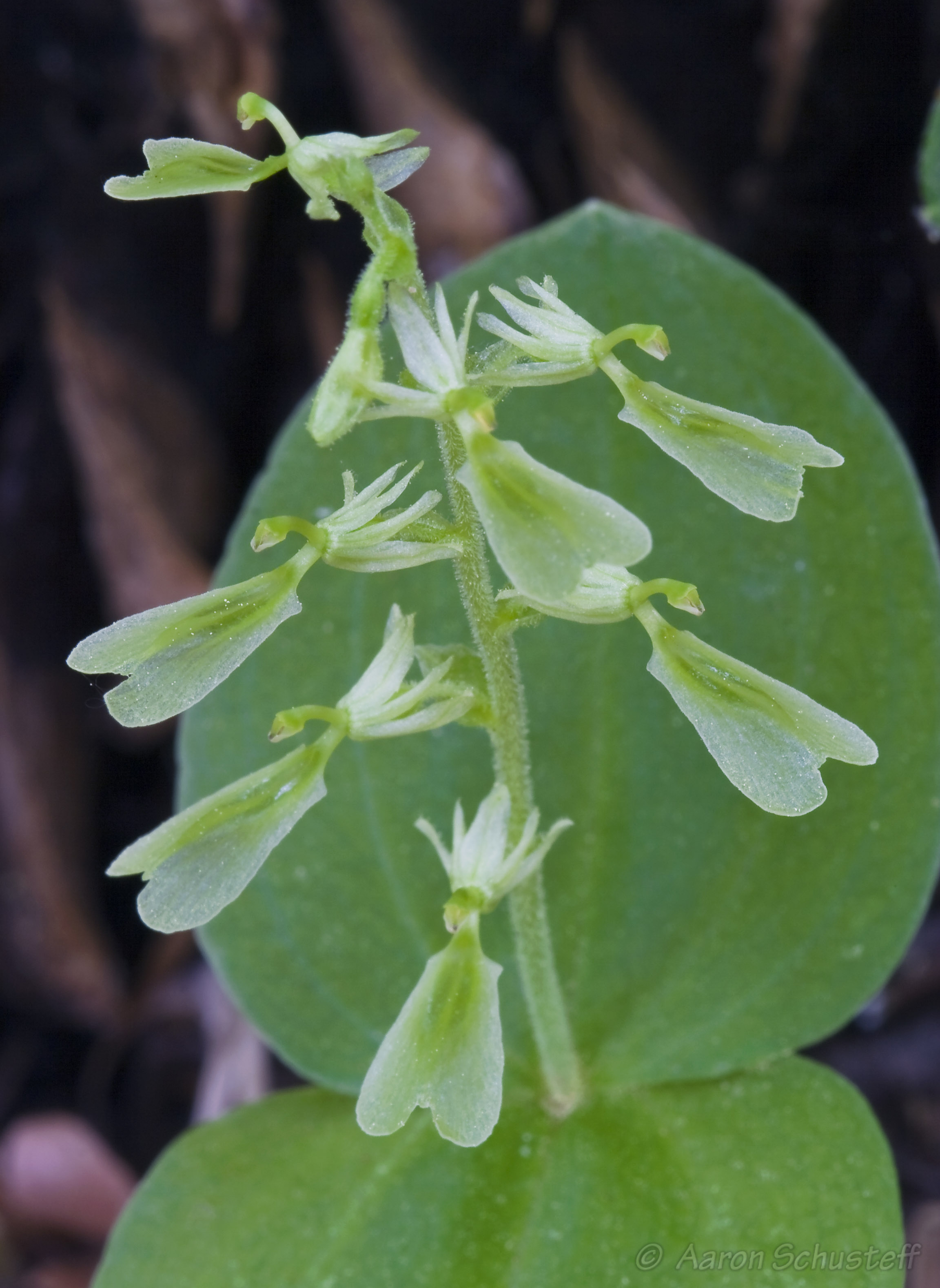 <i>Listera convallarioides</i>