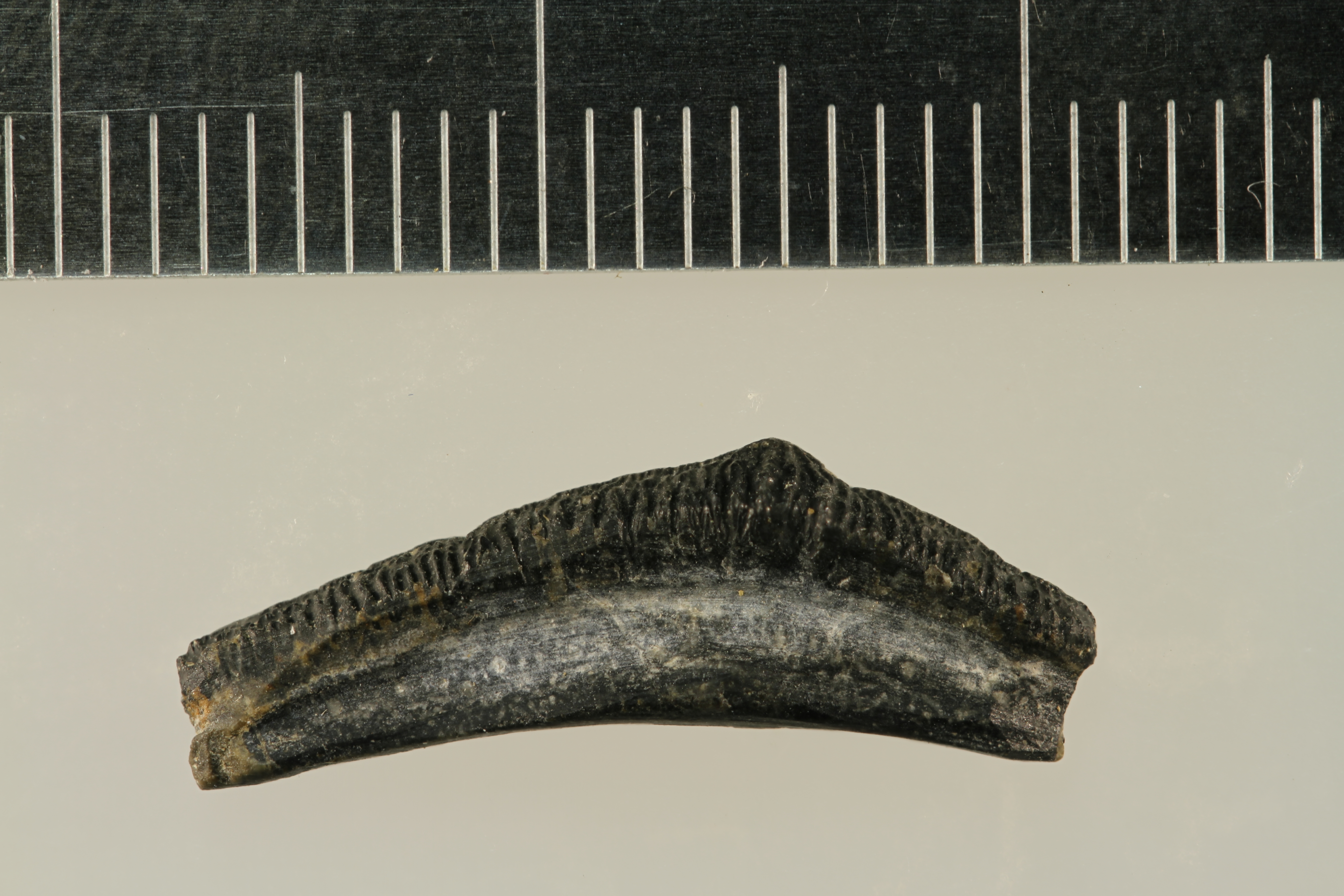 <i>Acrodus oreodontus</i>