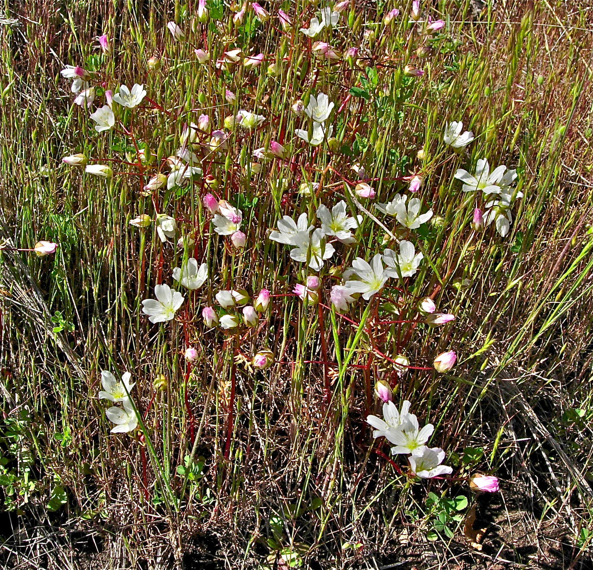 <i>Limnanthes alba ssp. alba</i>