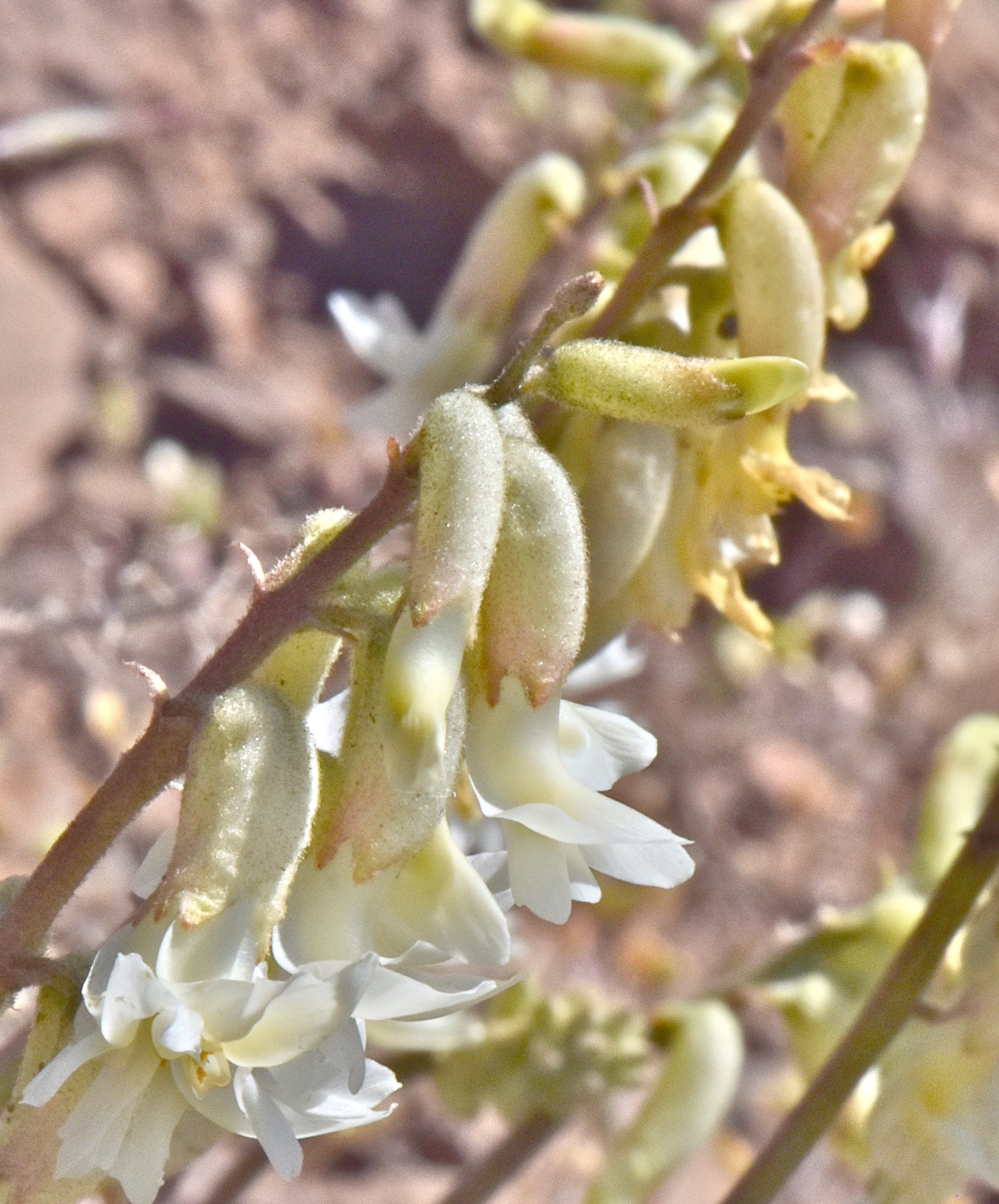 <i>Astragalus canadensis var. brevidens</i>