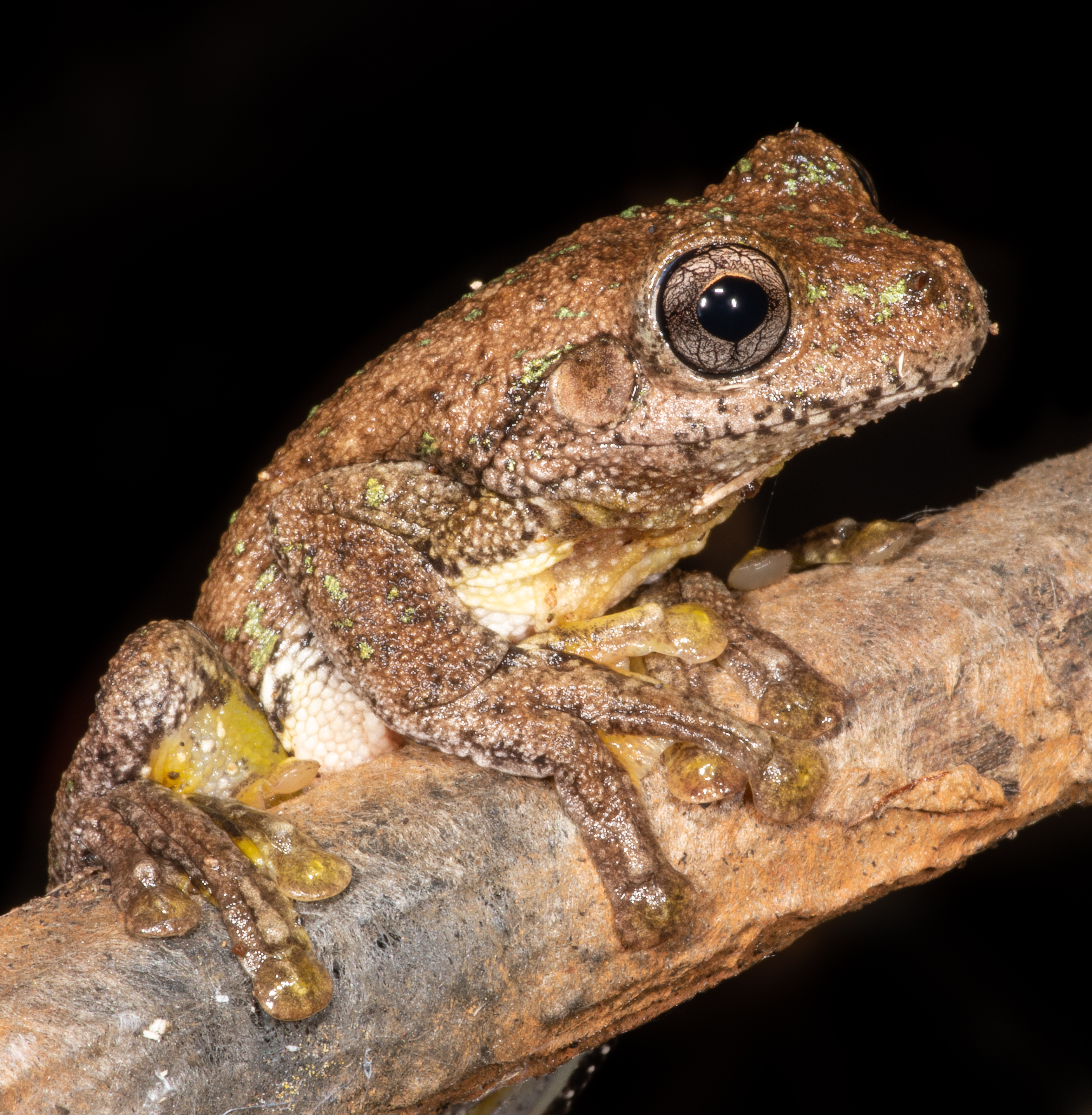 <i>Litoria peronii</i>; Peron's (emerald-spotted) Tree Frog
