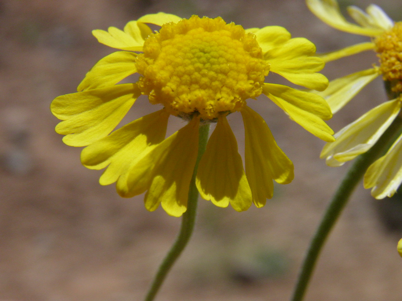 <i>Hymenoxys odorata</i>; Bitter Rubberweed