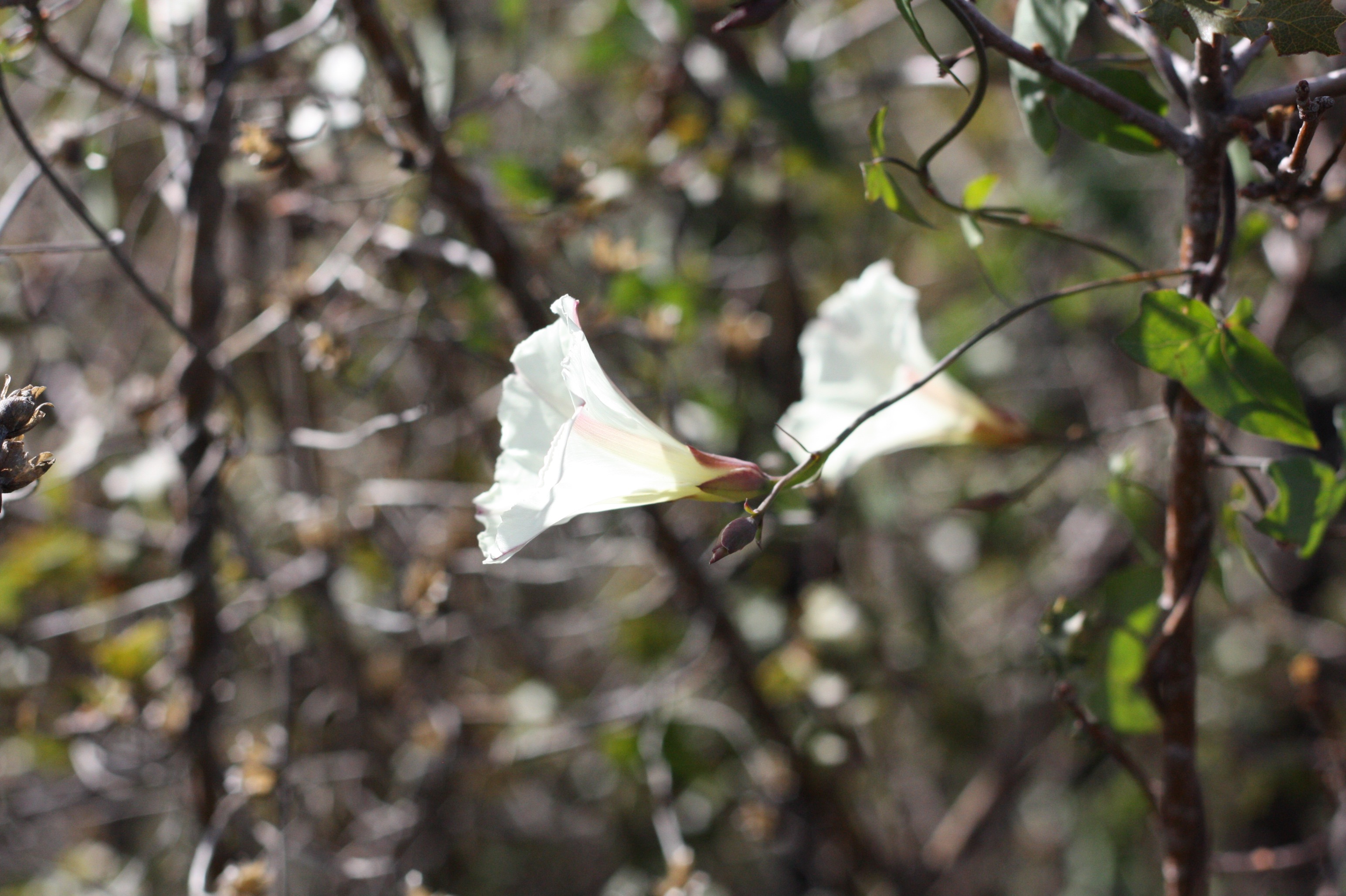 <i>Calystegia purpurata ssp. purpurata</i>; Pacific False Bindweed