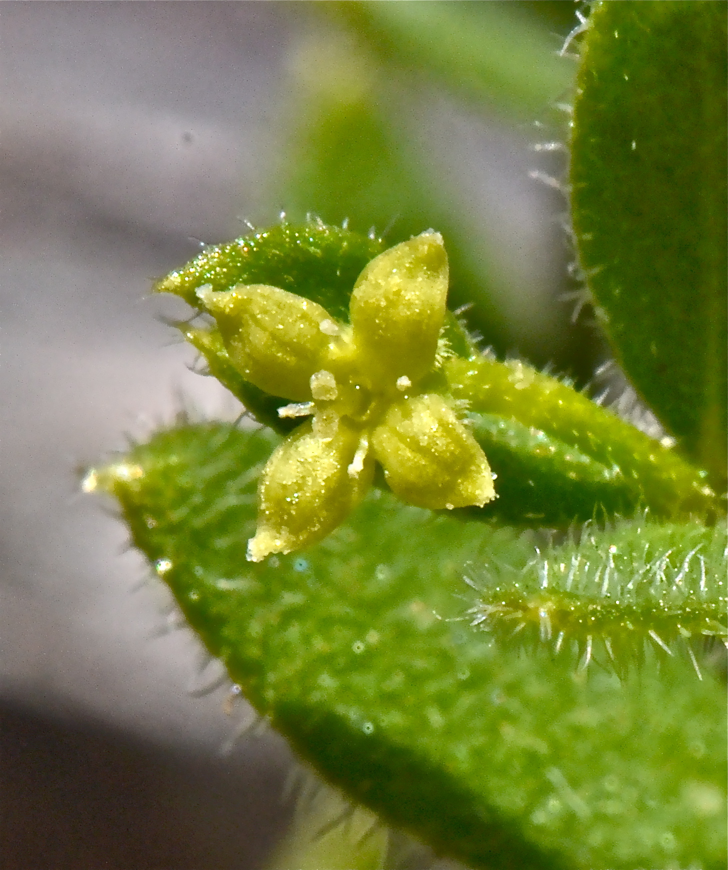 <i>Galium californicum ssp. californicum</i>