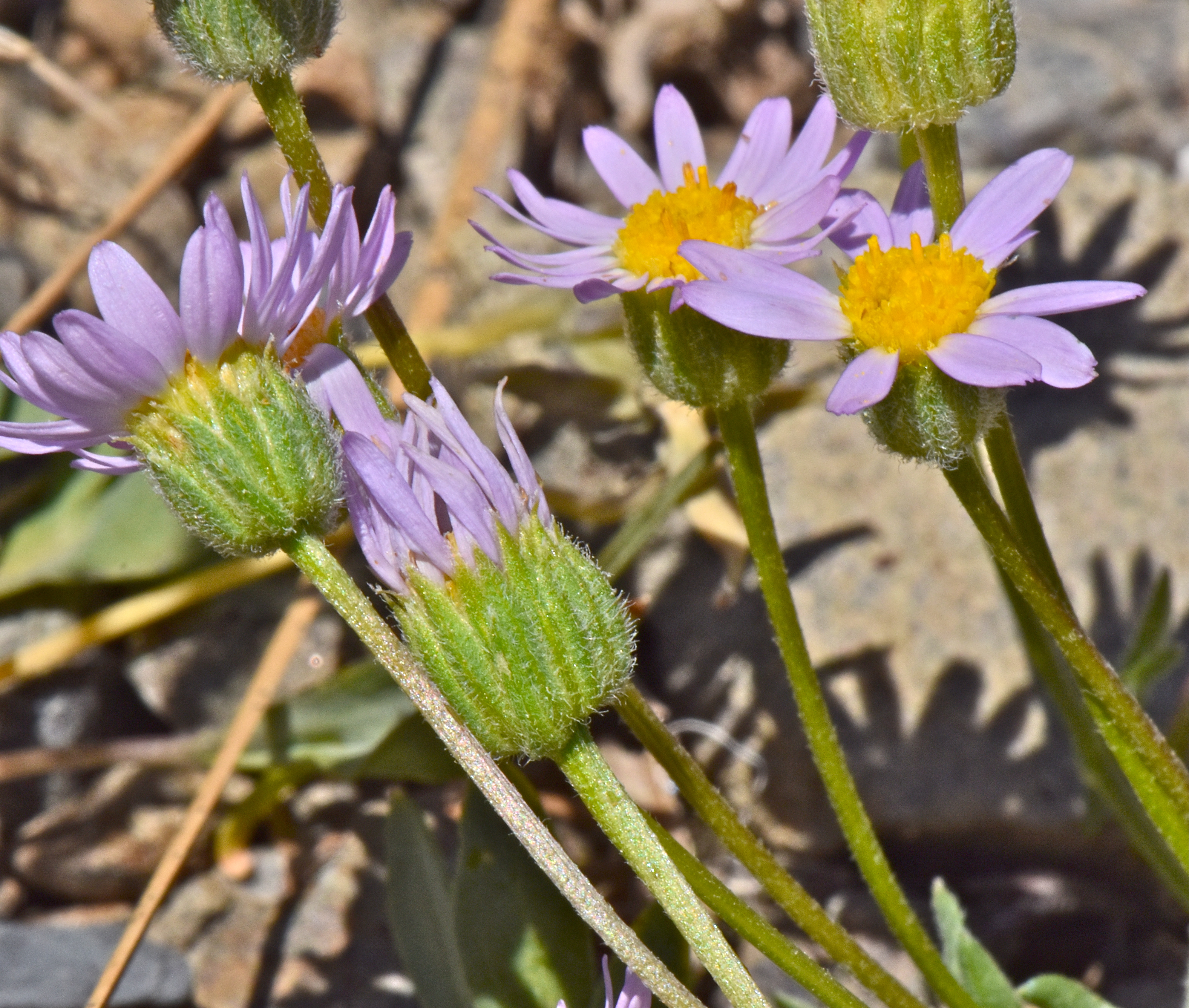 <i>Erigeron maniopotamicus</i>
