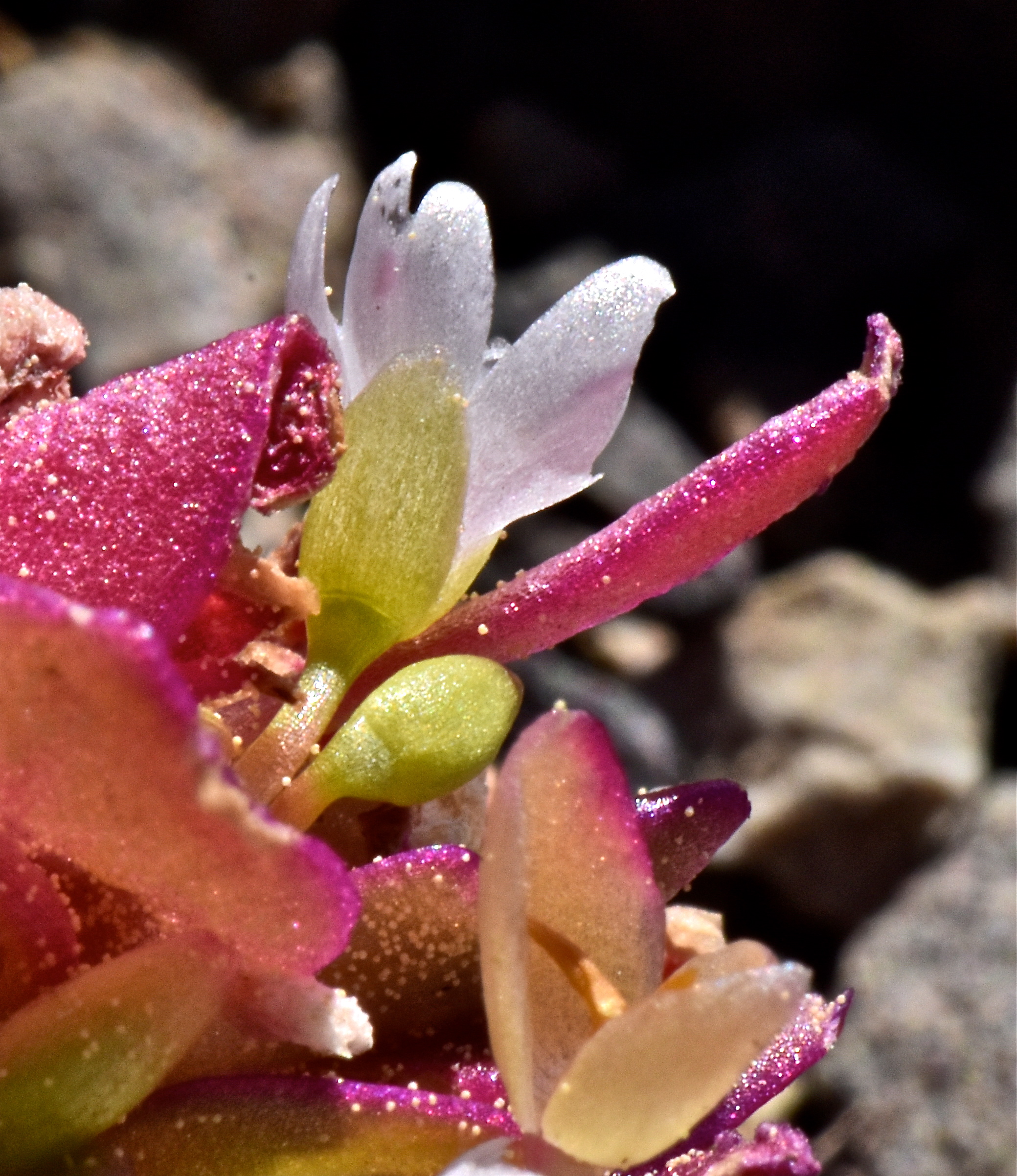 <i>Claytonia saxosa</i>