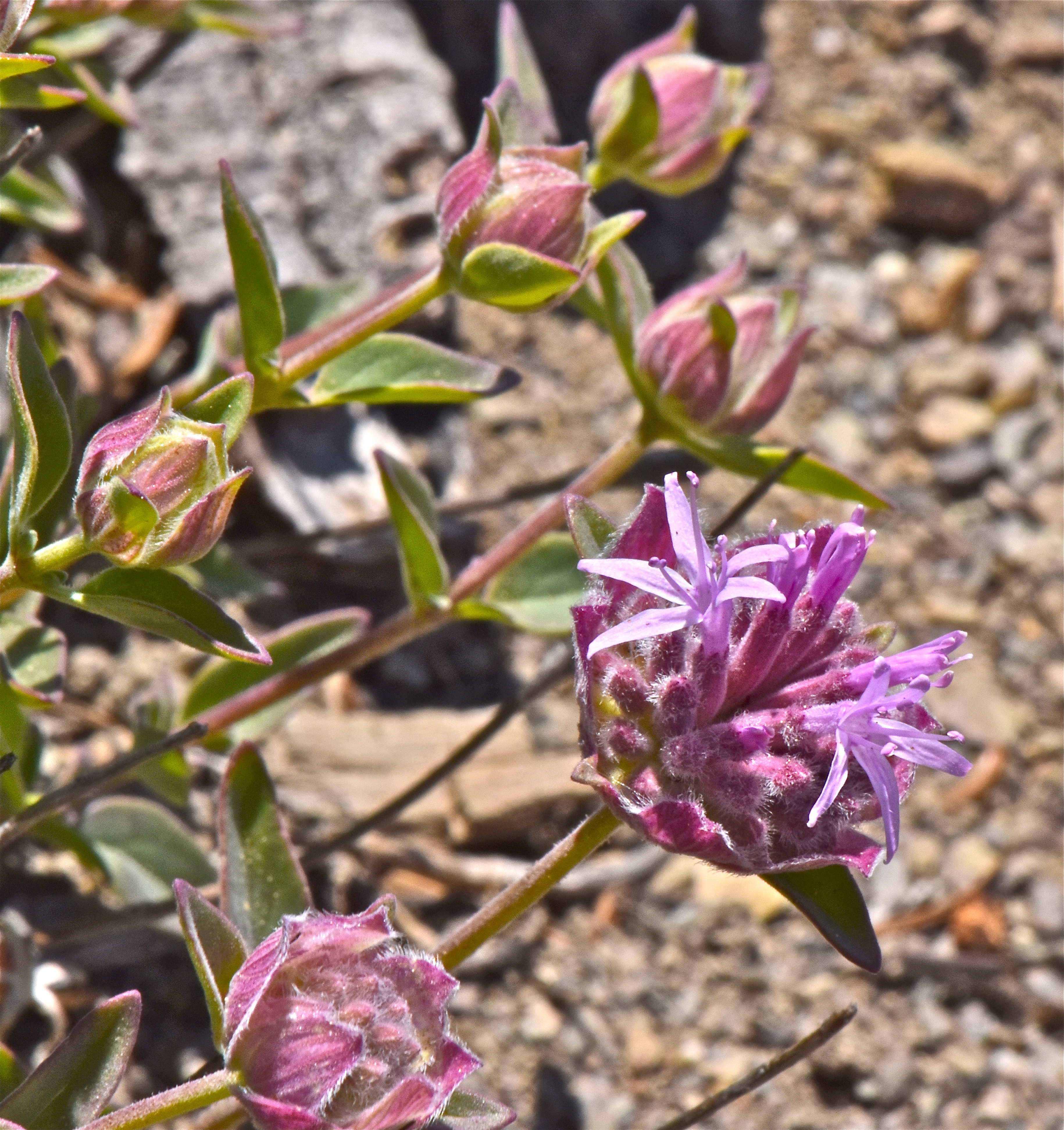 <i>Monardella odoratissima ssp. glauca</i>