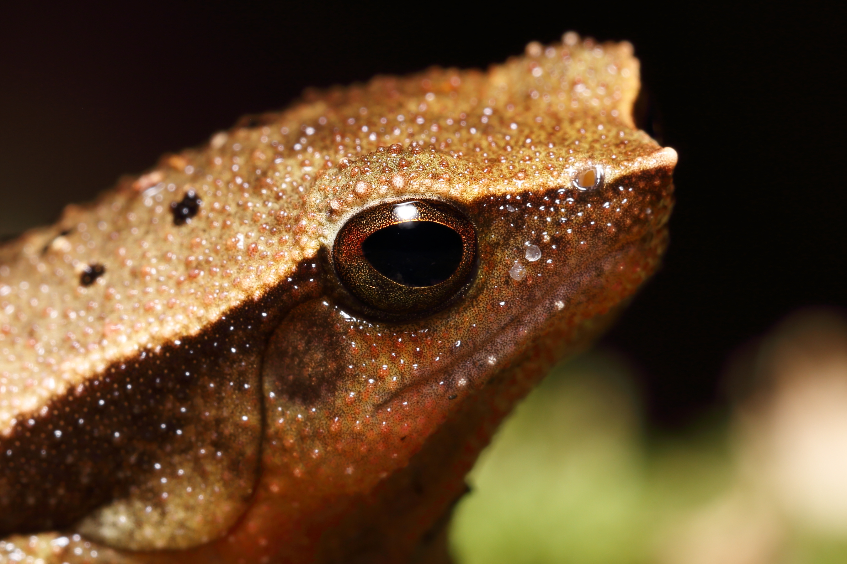 <i>Kalophrynus pleurostigma</i>; Sticky Frog