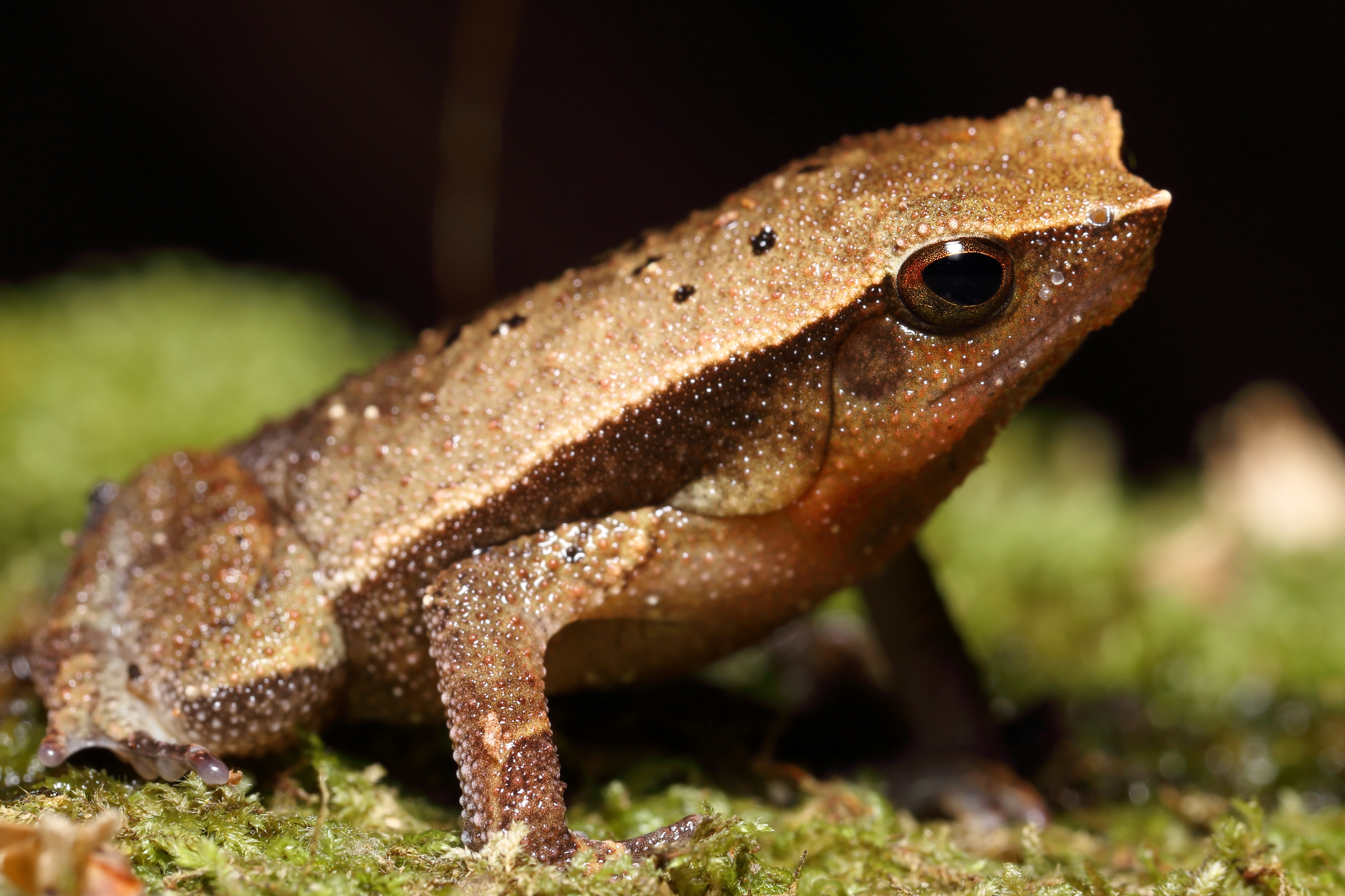 <i>Kalophrynus pleurostigma</i>; Sticky Frog