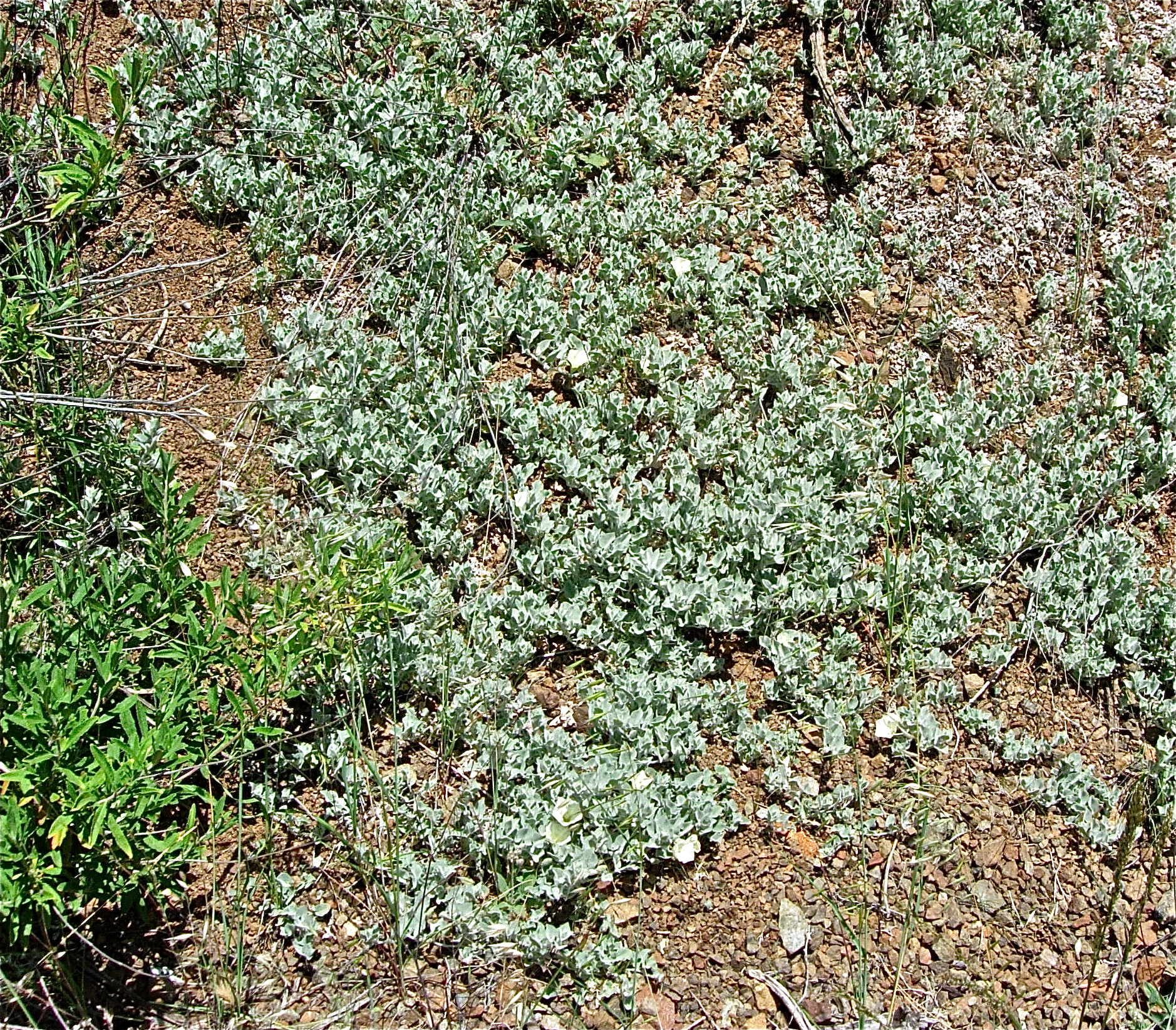 <i>Calystegia malacophylla ssp. pedicellata</i>
