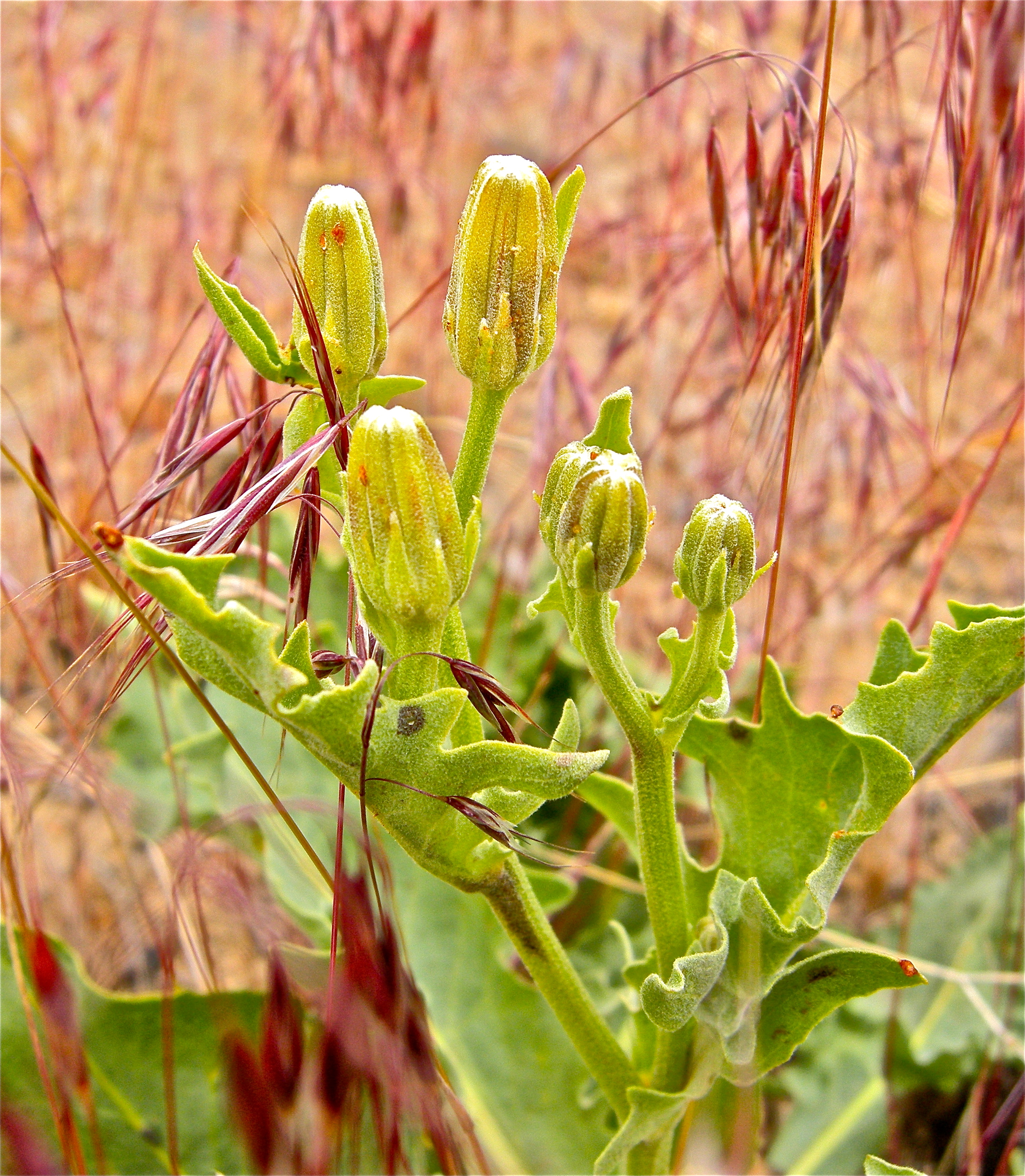 <i>Crepis runcinata</i>
