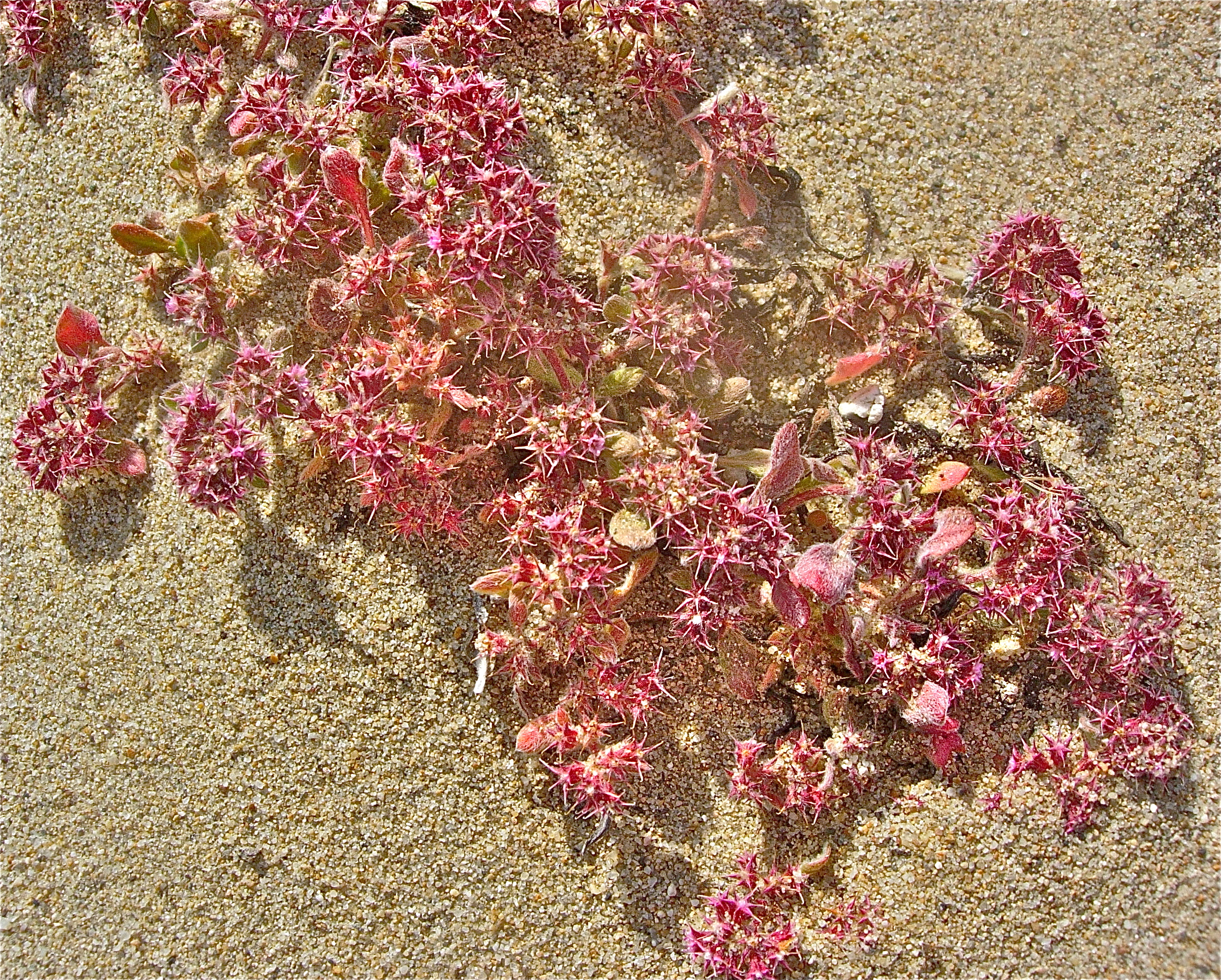 <i>Chorizanthe eastwoodiae</i>