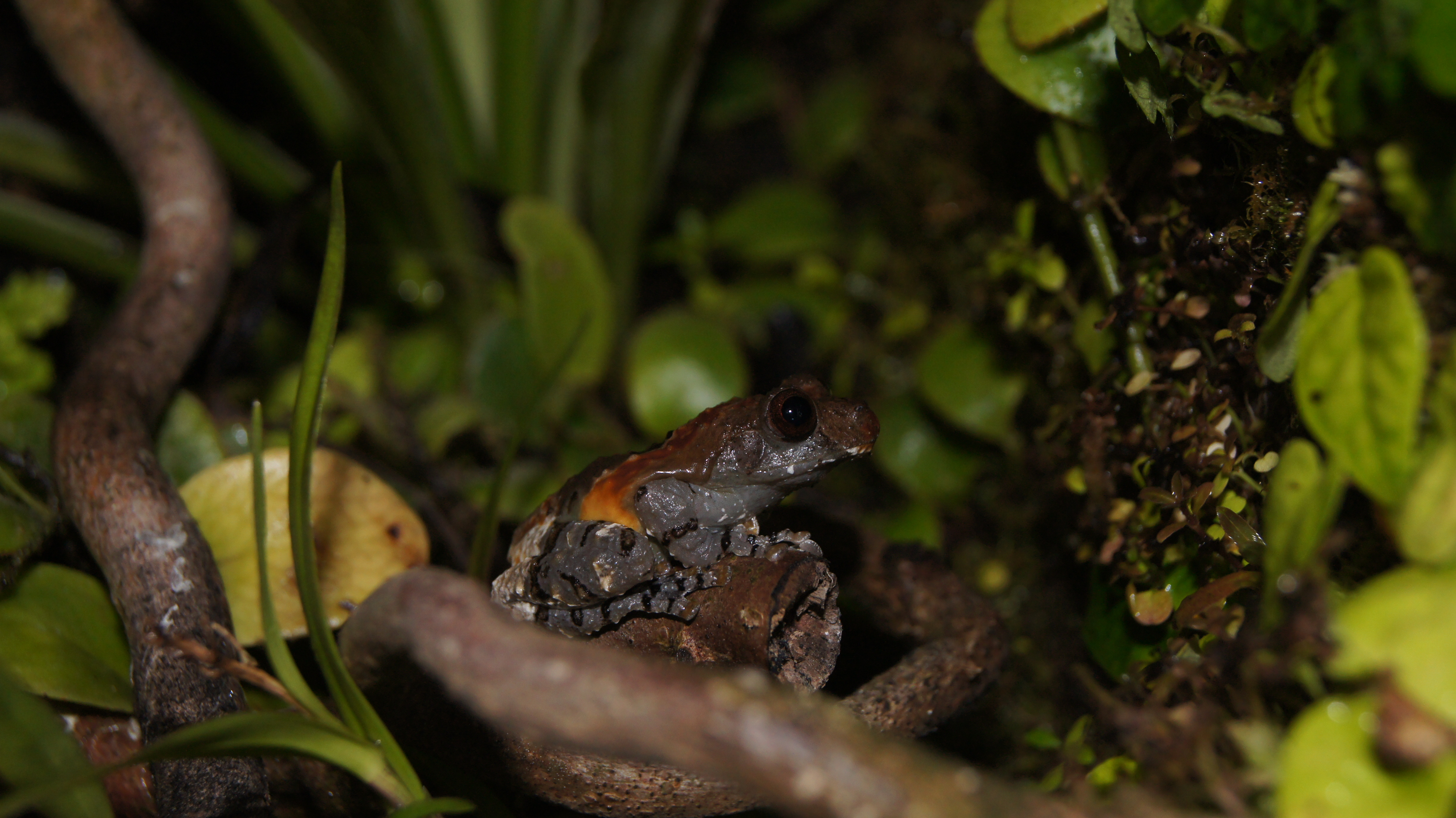 <i>Theloderma asperum</i>; Hill Garden Bug-eyed Frog