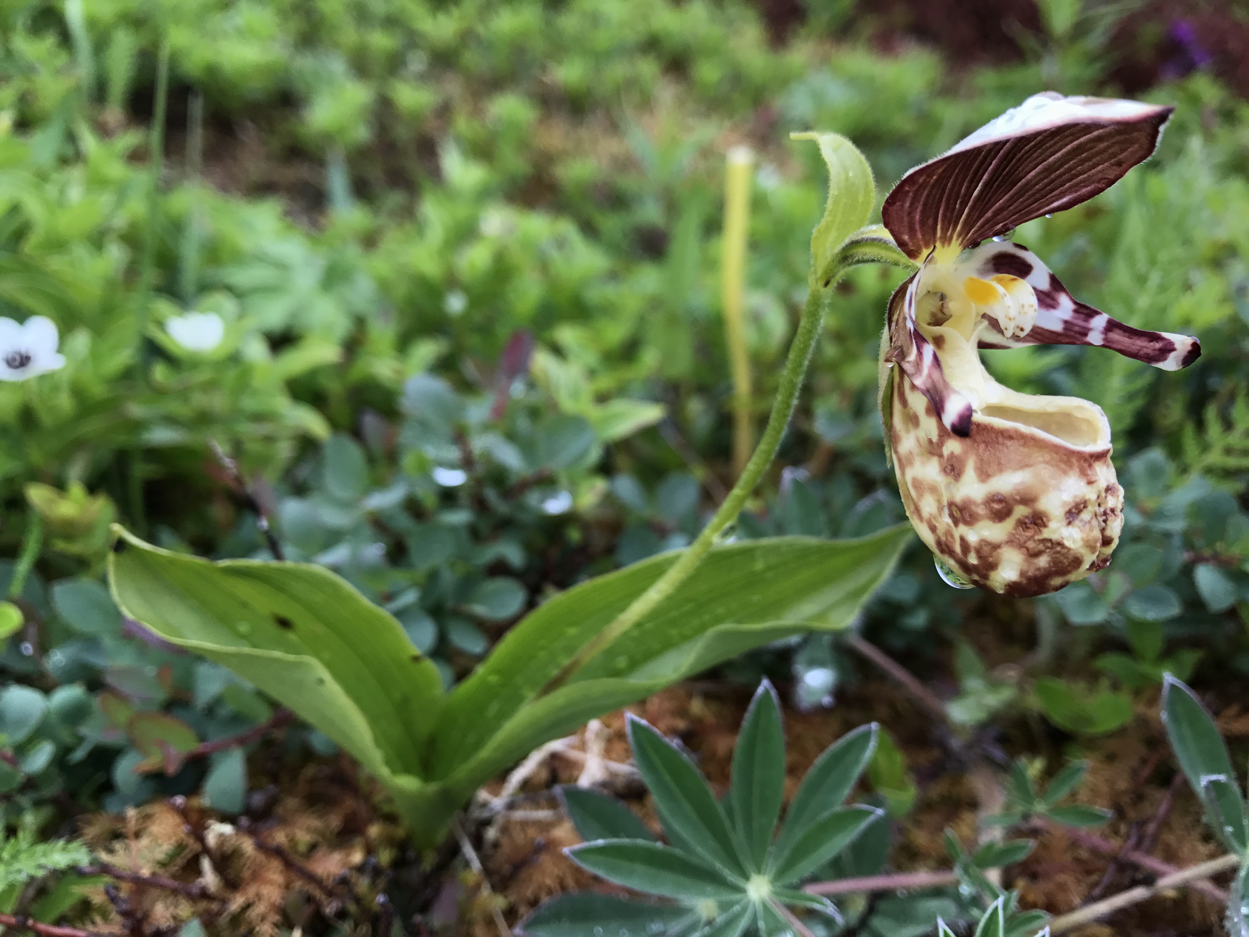 <i>Cypripedium guttatum</i>; Spotted Lady’s Slipper