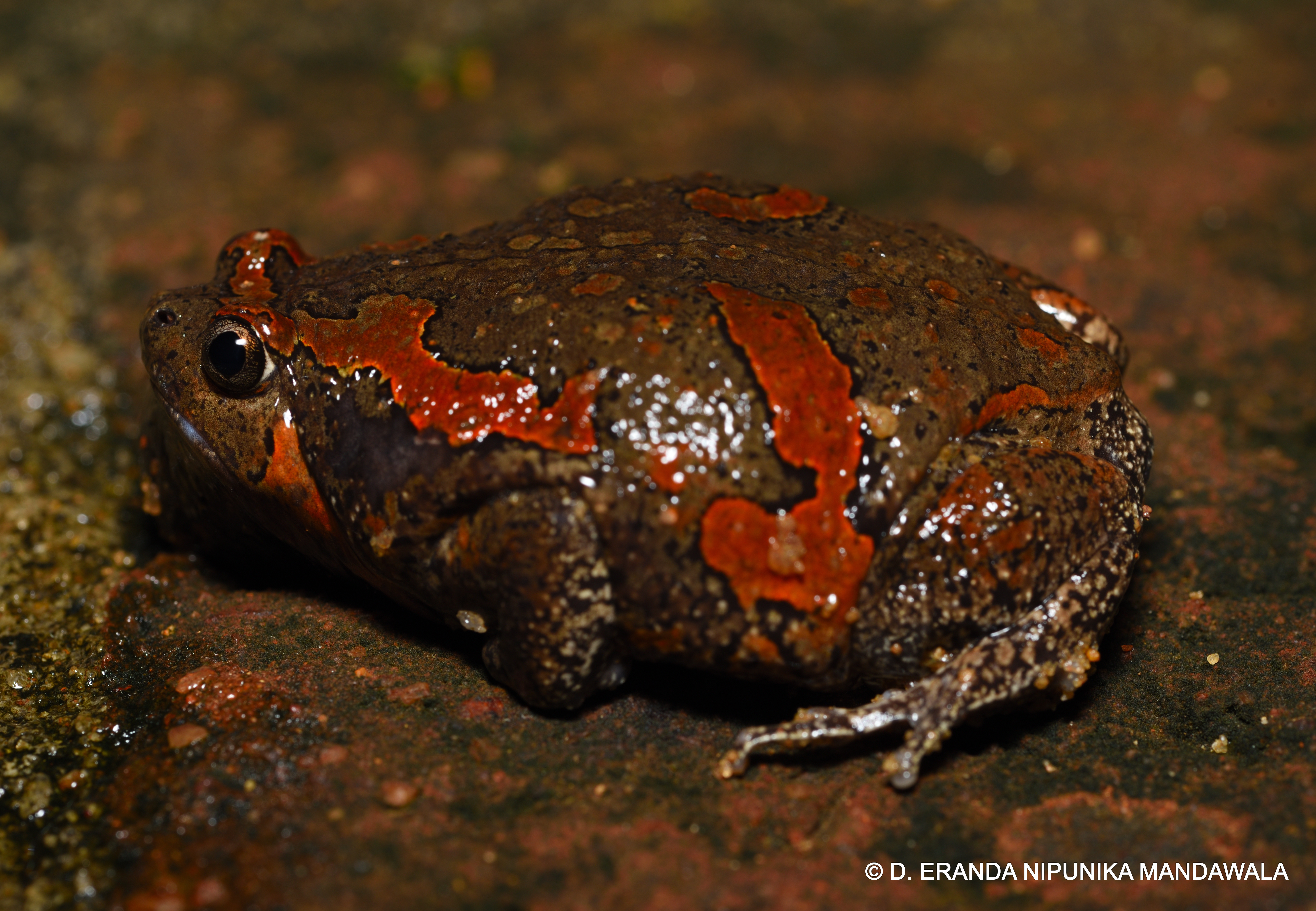 <i>Uperodon taprobanicus</i>; Sri Lankan Bullfrog