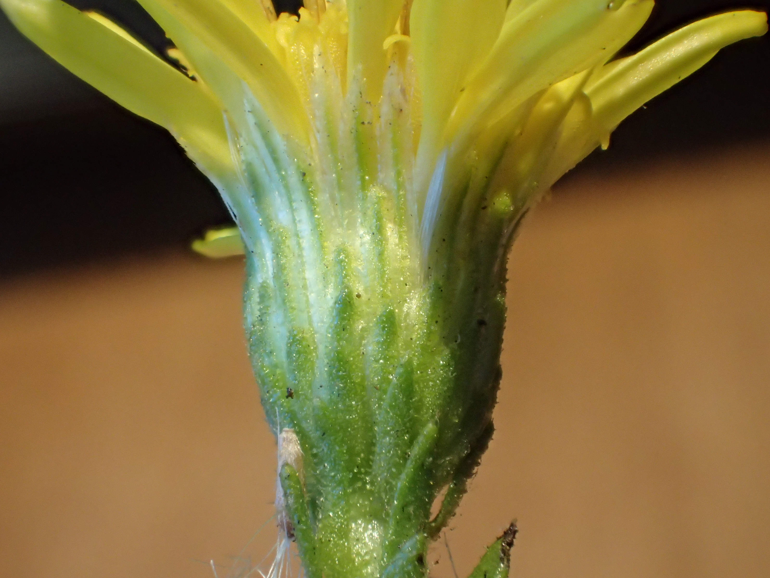 <i>Dittrichia viscosa</i>; False Yellowhead