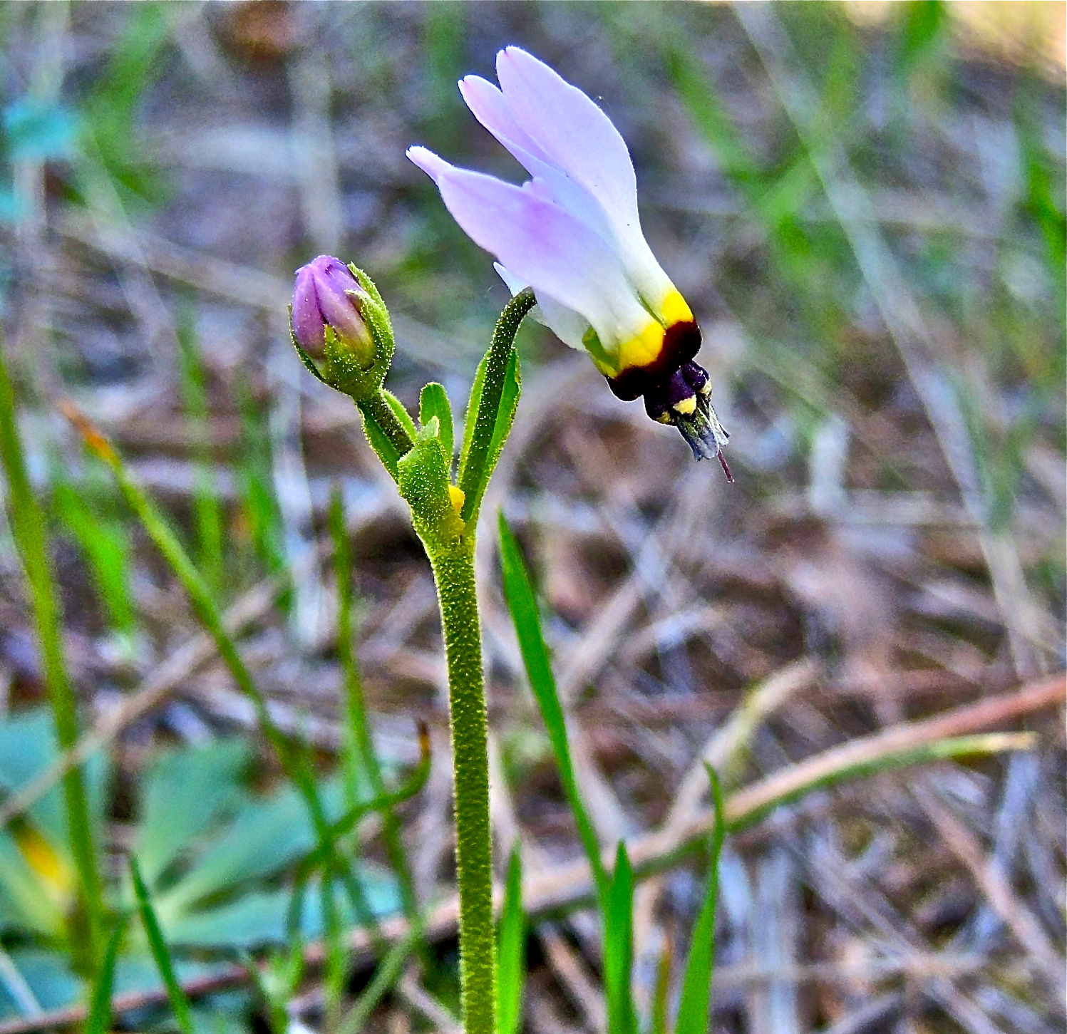 <i>Primula clevelandii ssp. patulum</i>