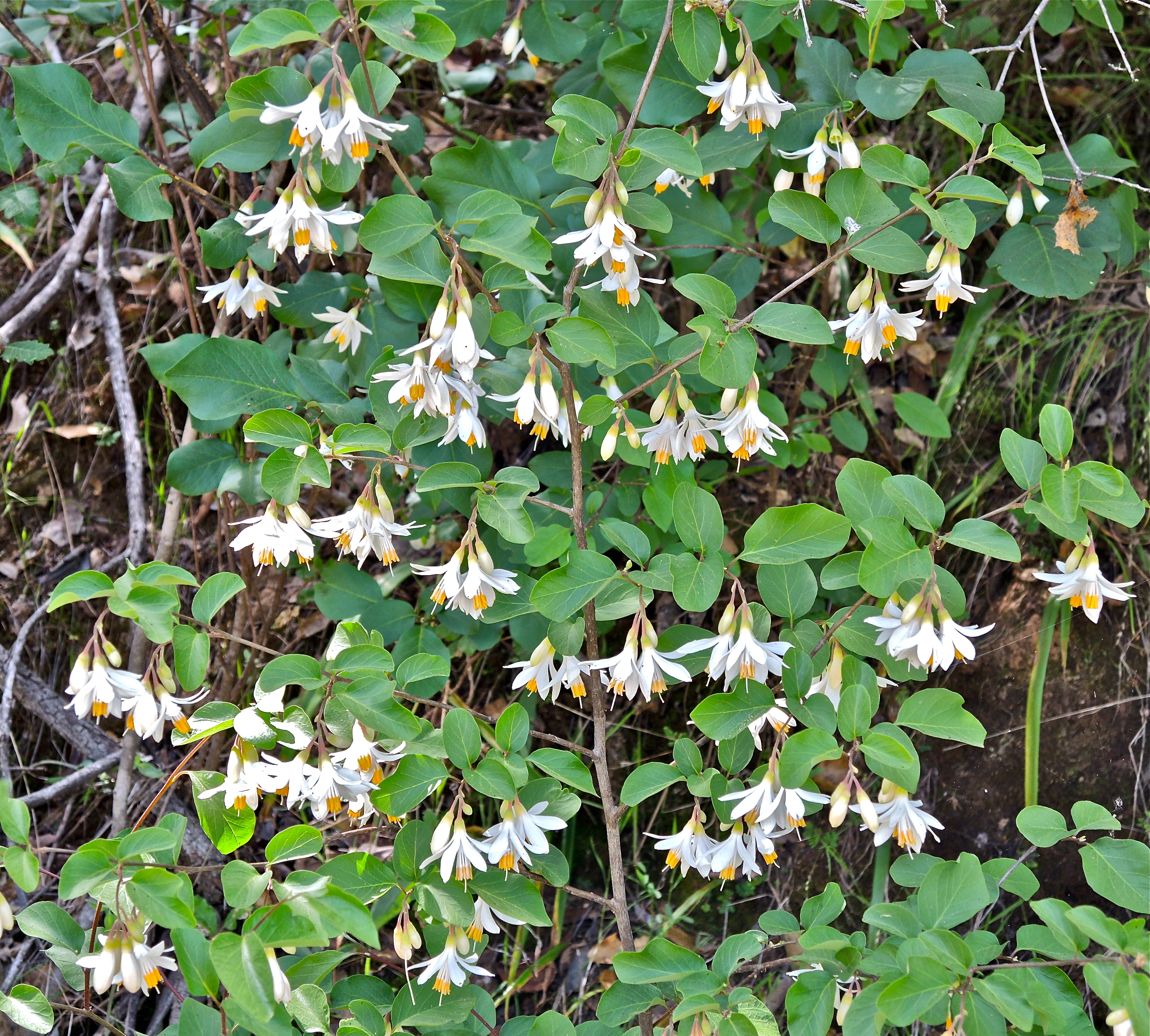 <i>Styrax redivivus</i>