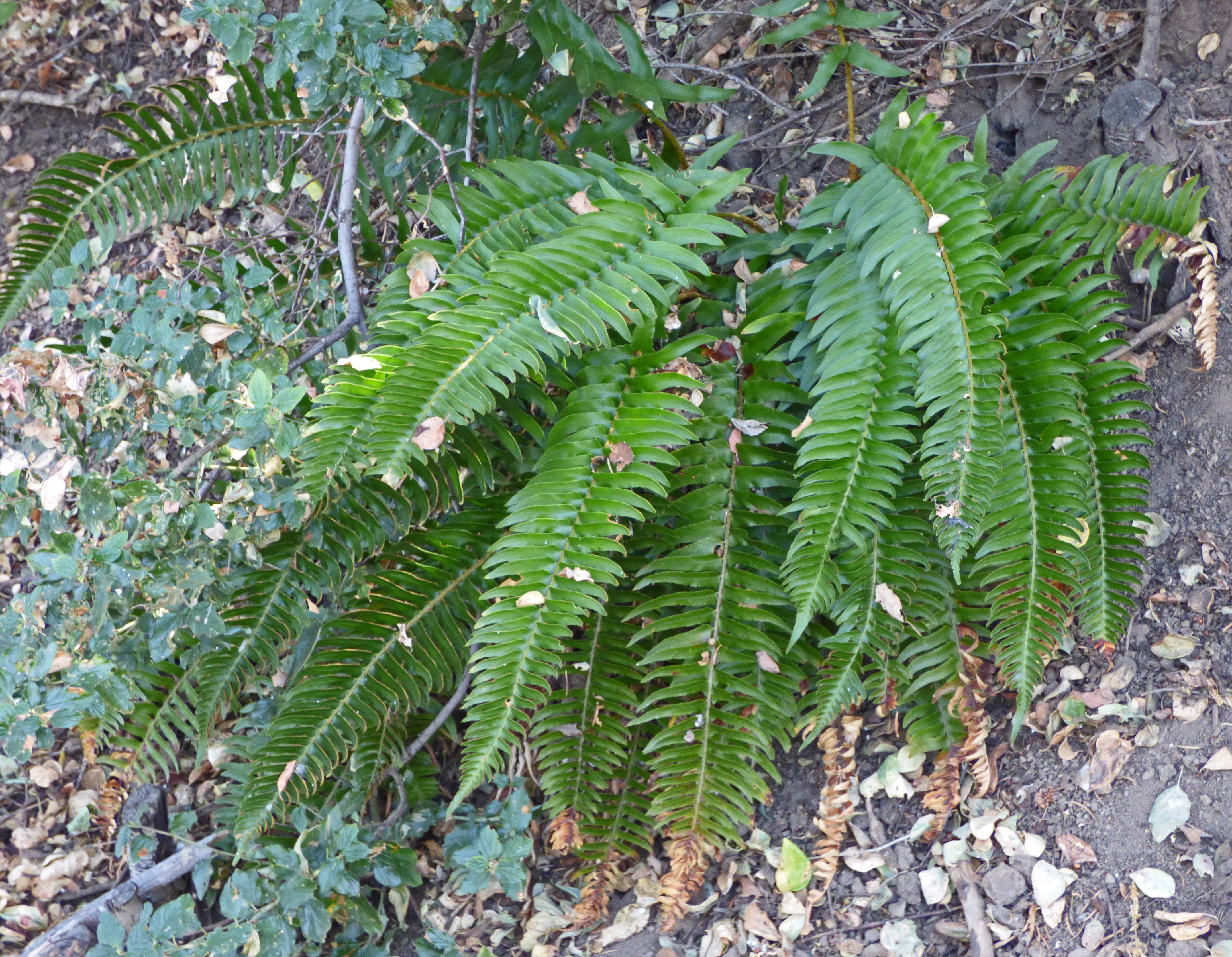 <i>Polystichum imbricans ssp. curtum</i>; Imbricate Sword Fern