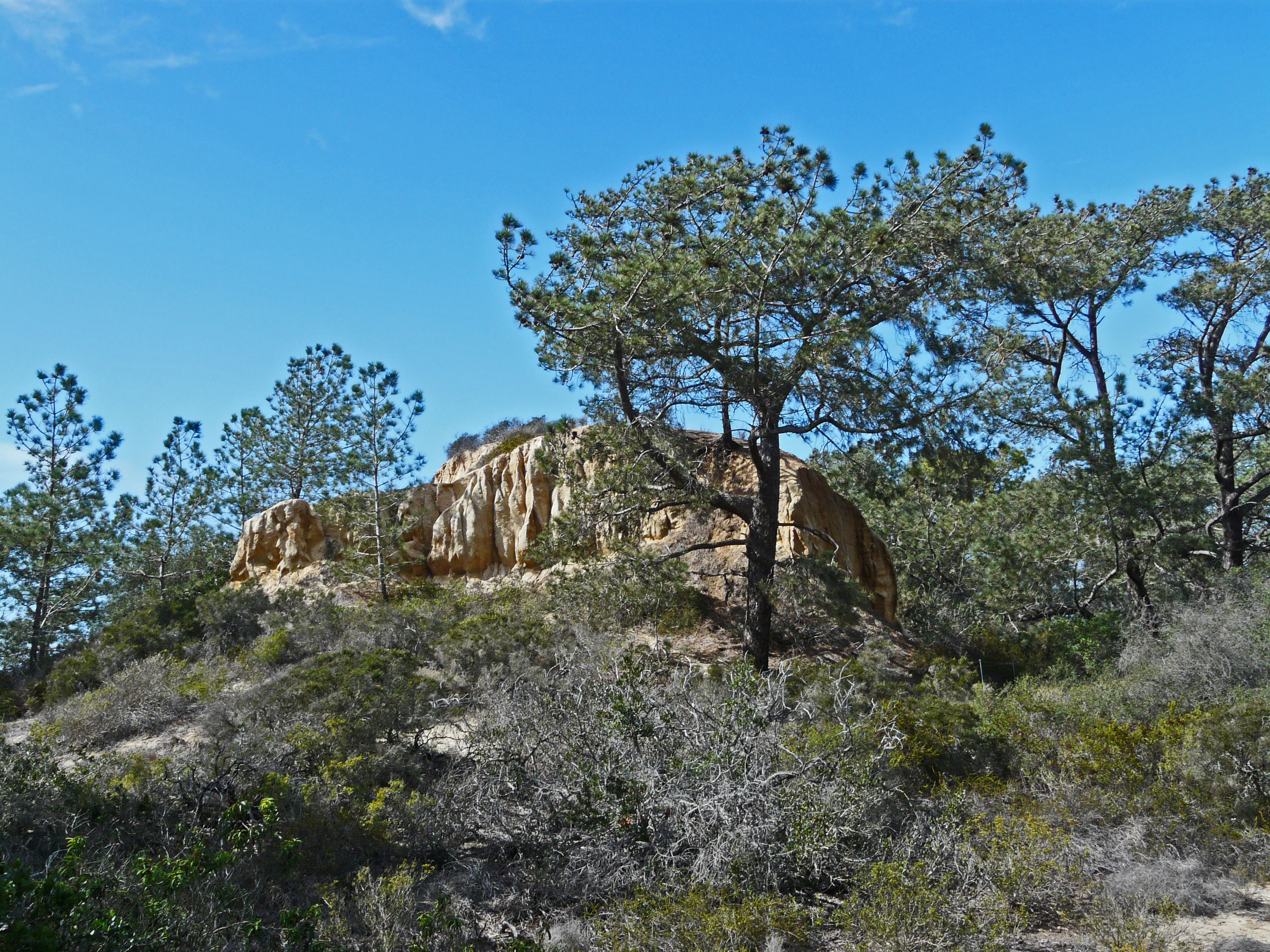 Torrey Pines State Natural Area (California)