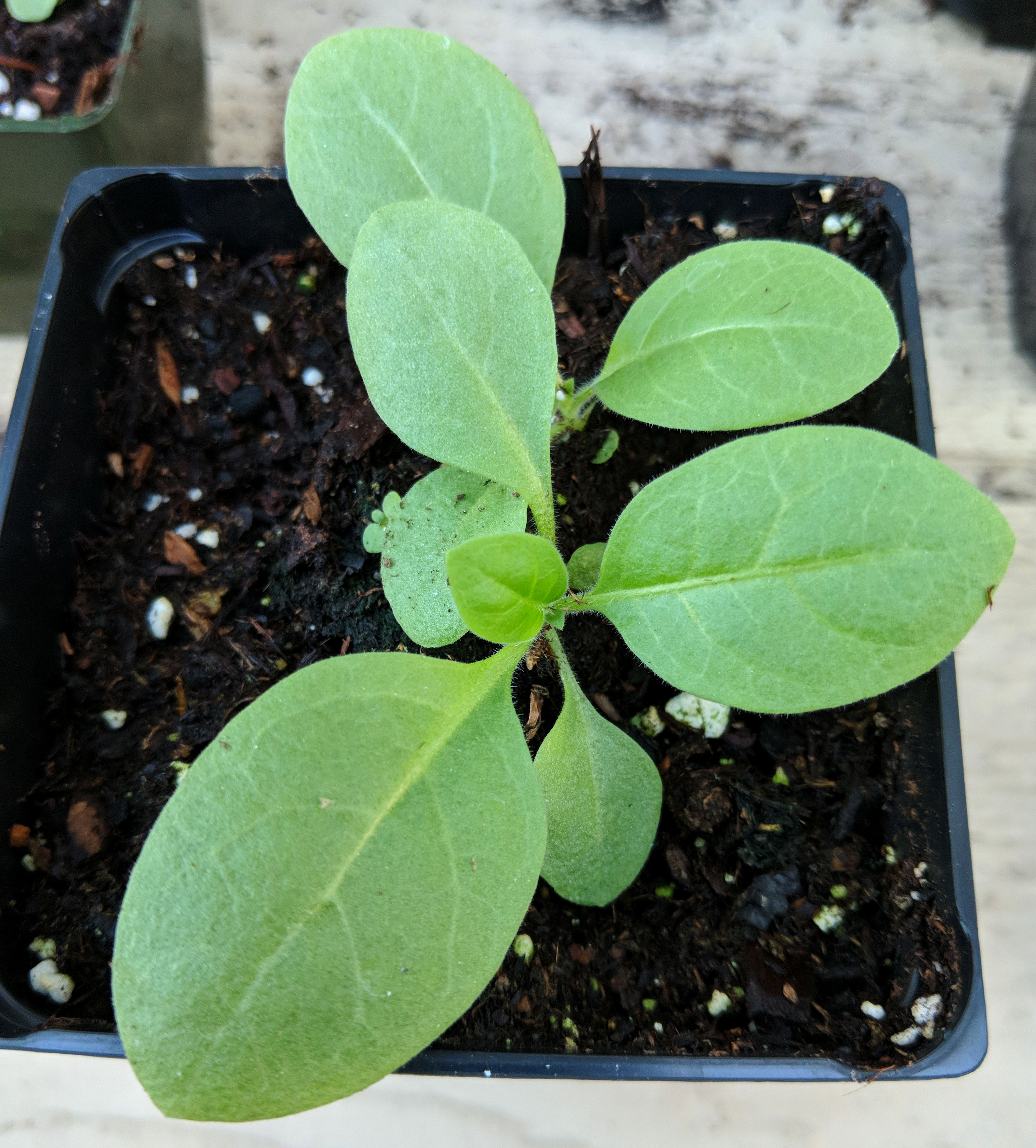 <i>Nicotiana glauca</i>; Tree Tobacco