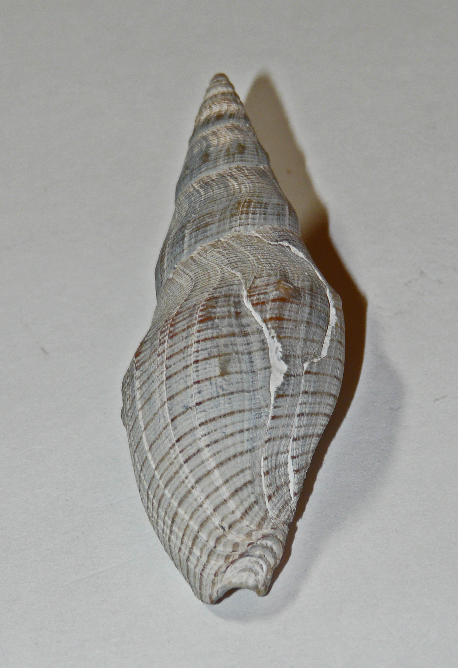 <i>Megasurcula carpenteriana</i>; Carpenter's Turrid