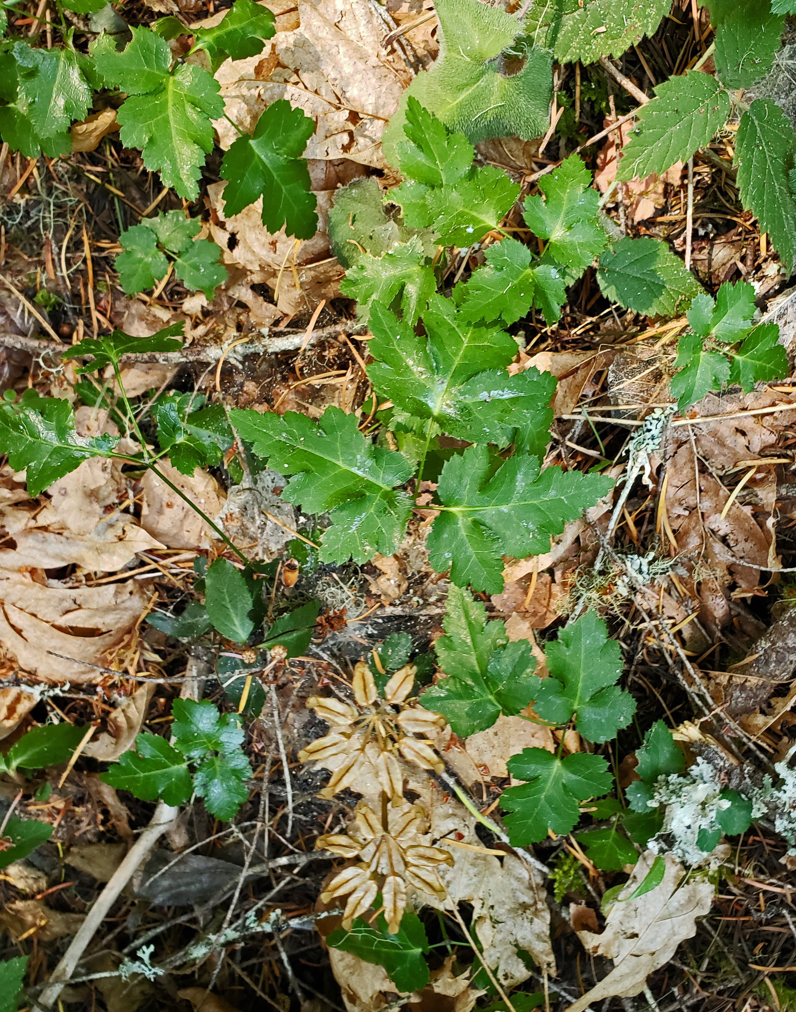 <i>Coptis laciniata</i>; Oregon Goldthread