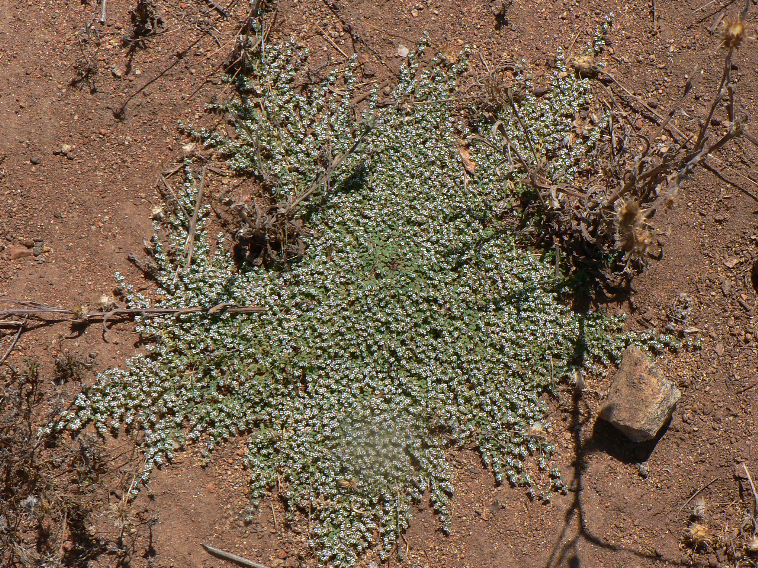 <i>Euphorbia polycarpa</i>; Small-seeded Spurge