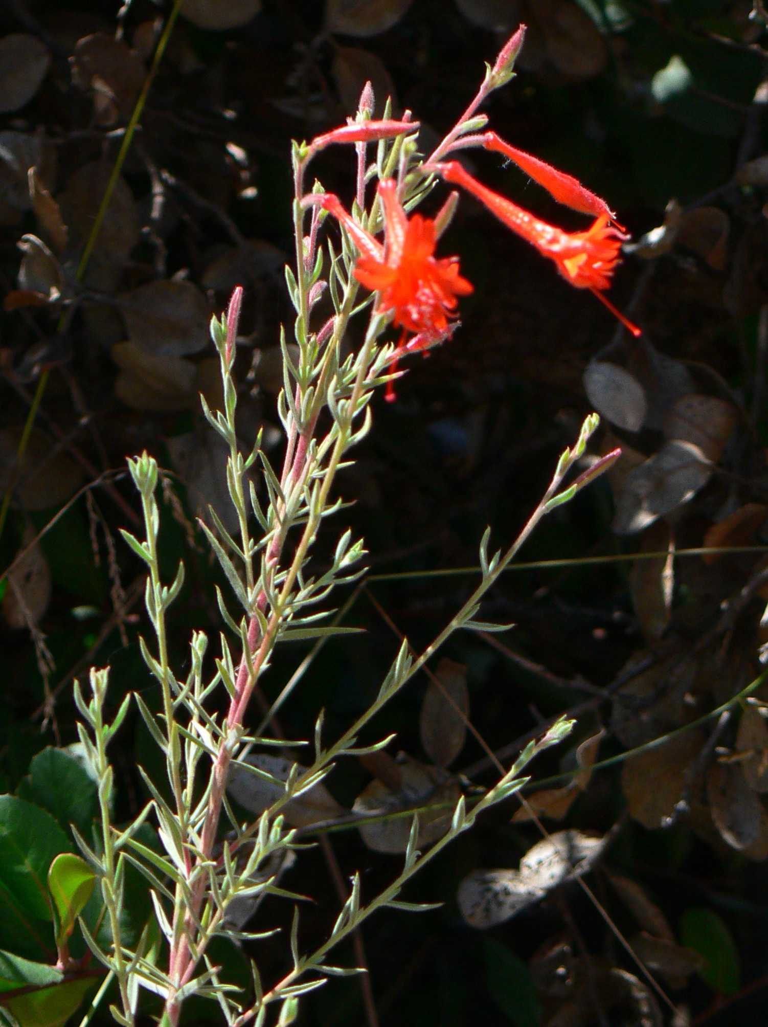 <i>Epilobium canum ssp. angustifolium</i>; Hummingbird Trumpet