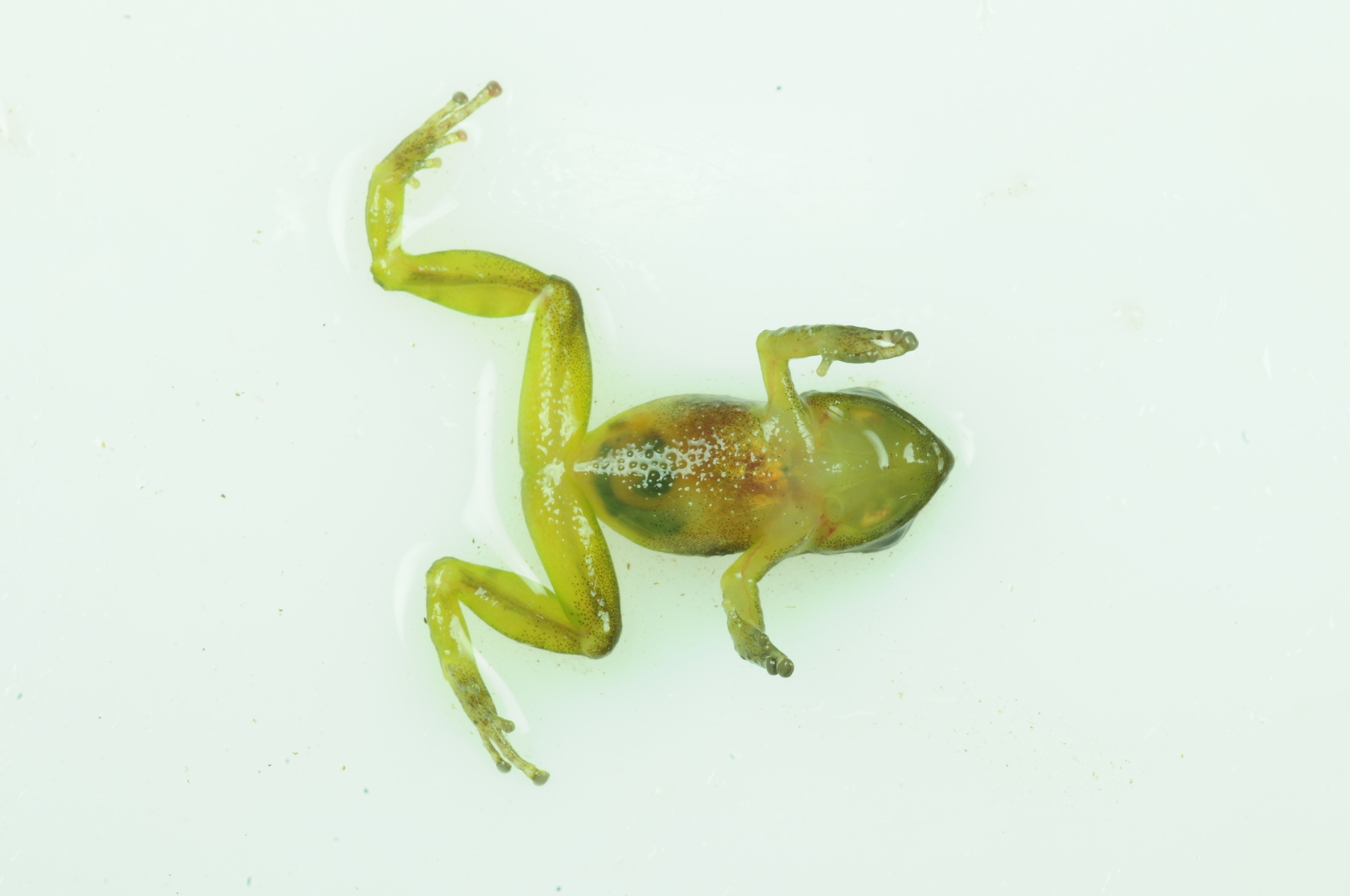 <i>Pristimantis achupalla</i>