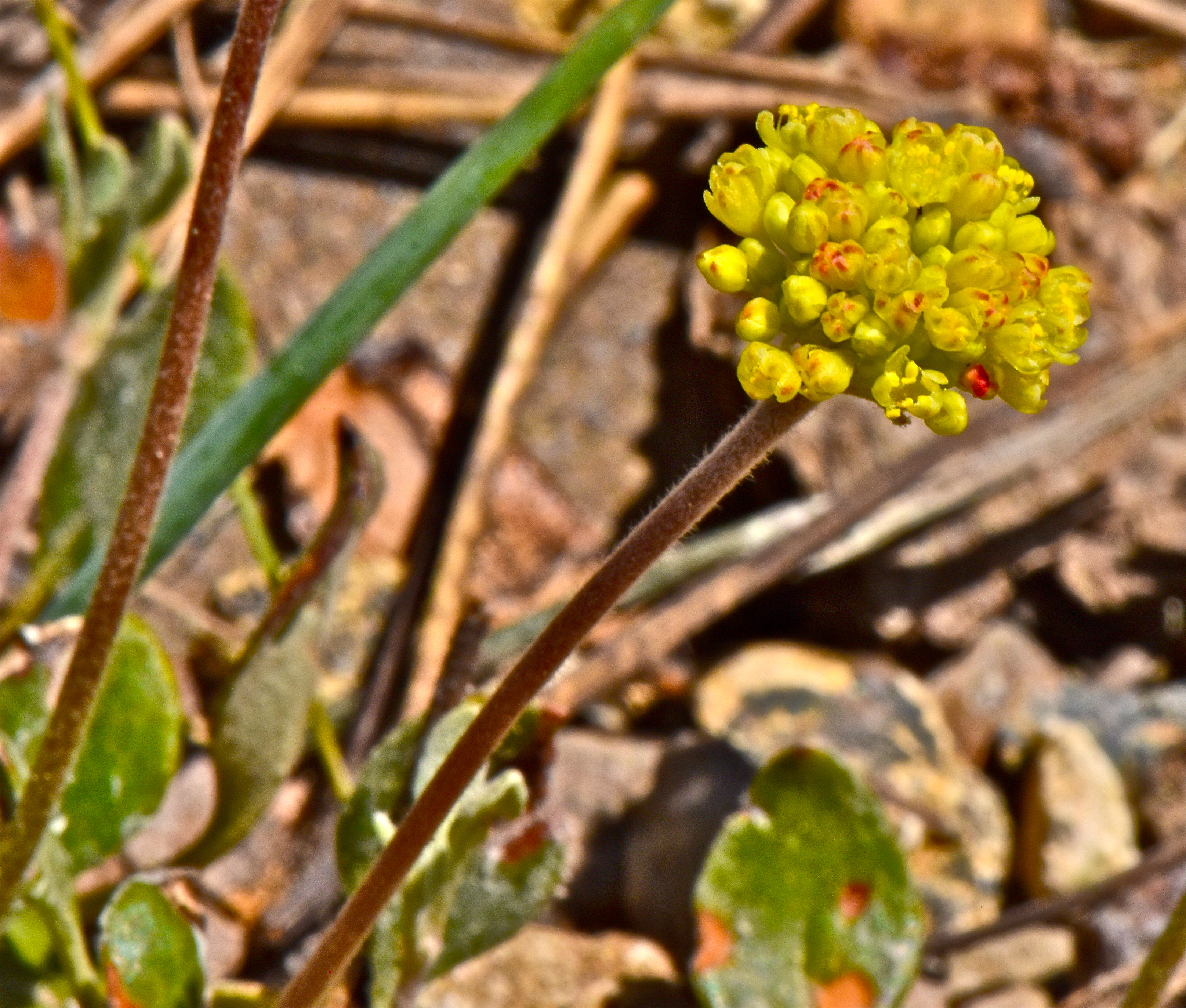 <i>Eriogonum marifolium var. marifolium</i>
